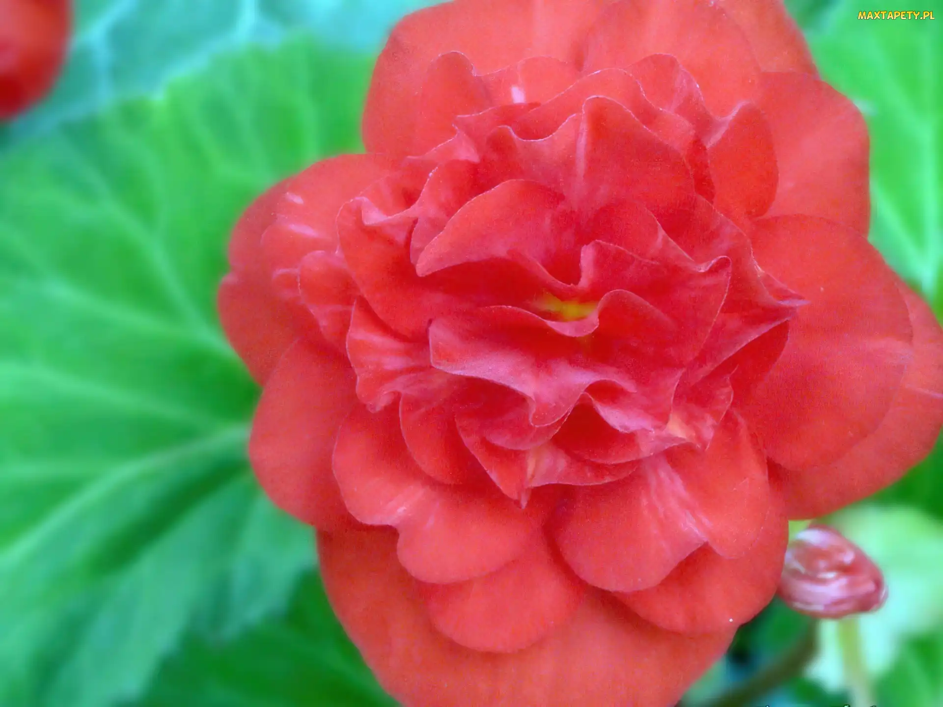 chińska, róża, Kwiat, hibiskus
