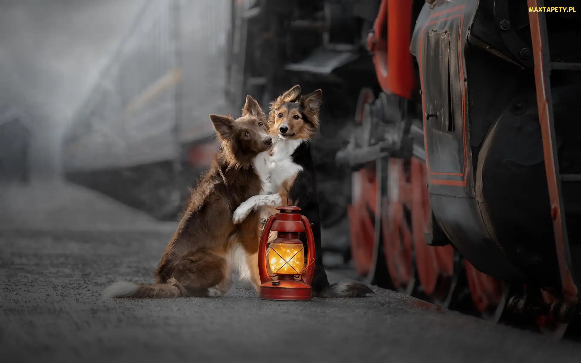 Psy, Pociąg, Lampa, Border collie, Dwa