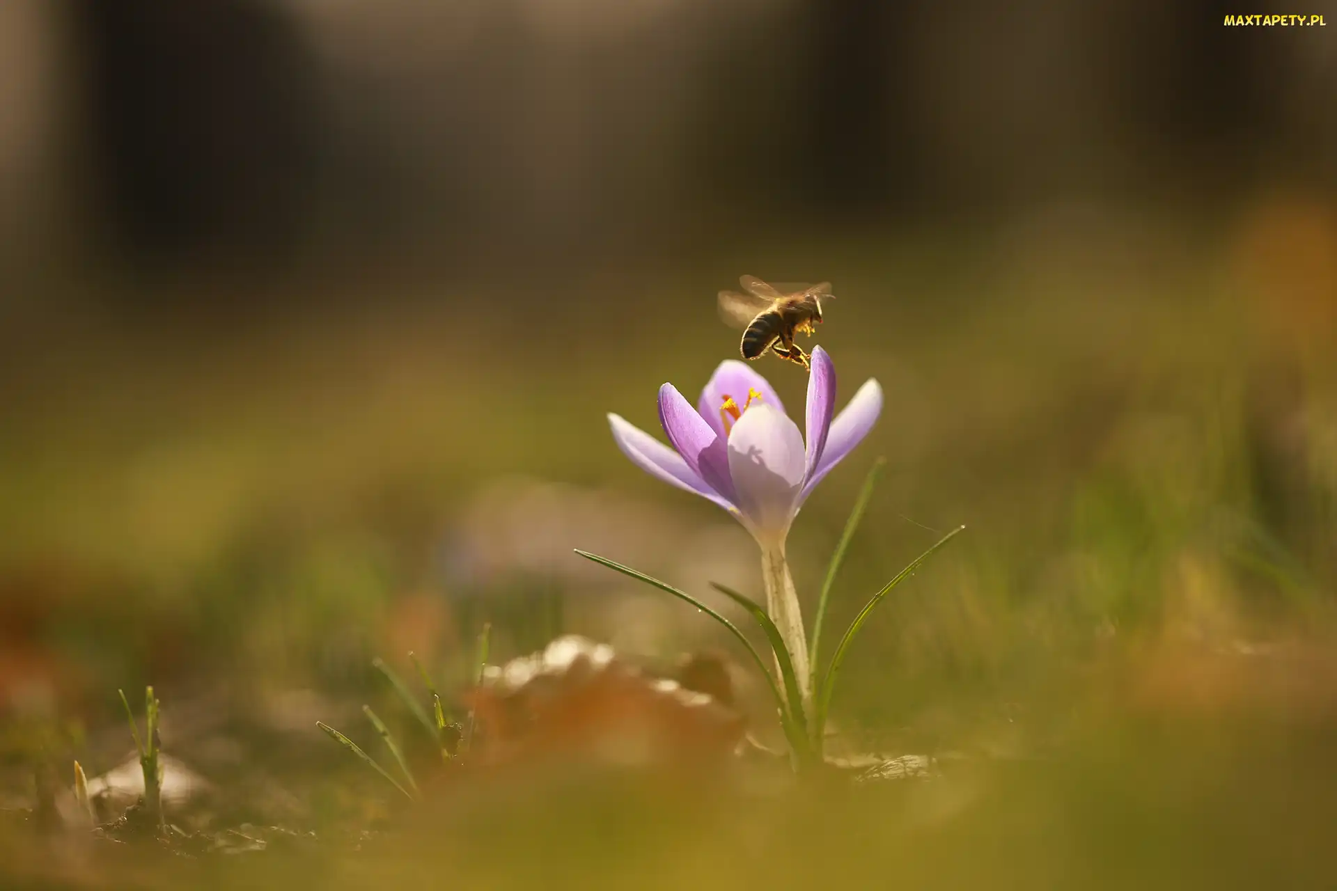 Liliowy, Pszczoła, Krokus