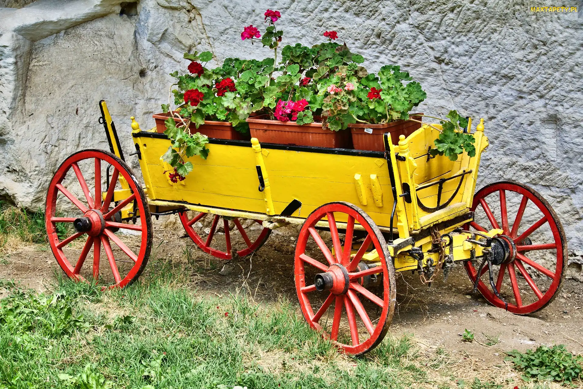 Pelargonie, Kwiaty, Dekoracja, Wóz