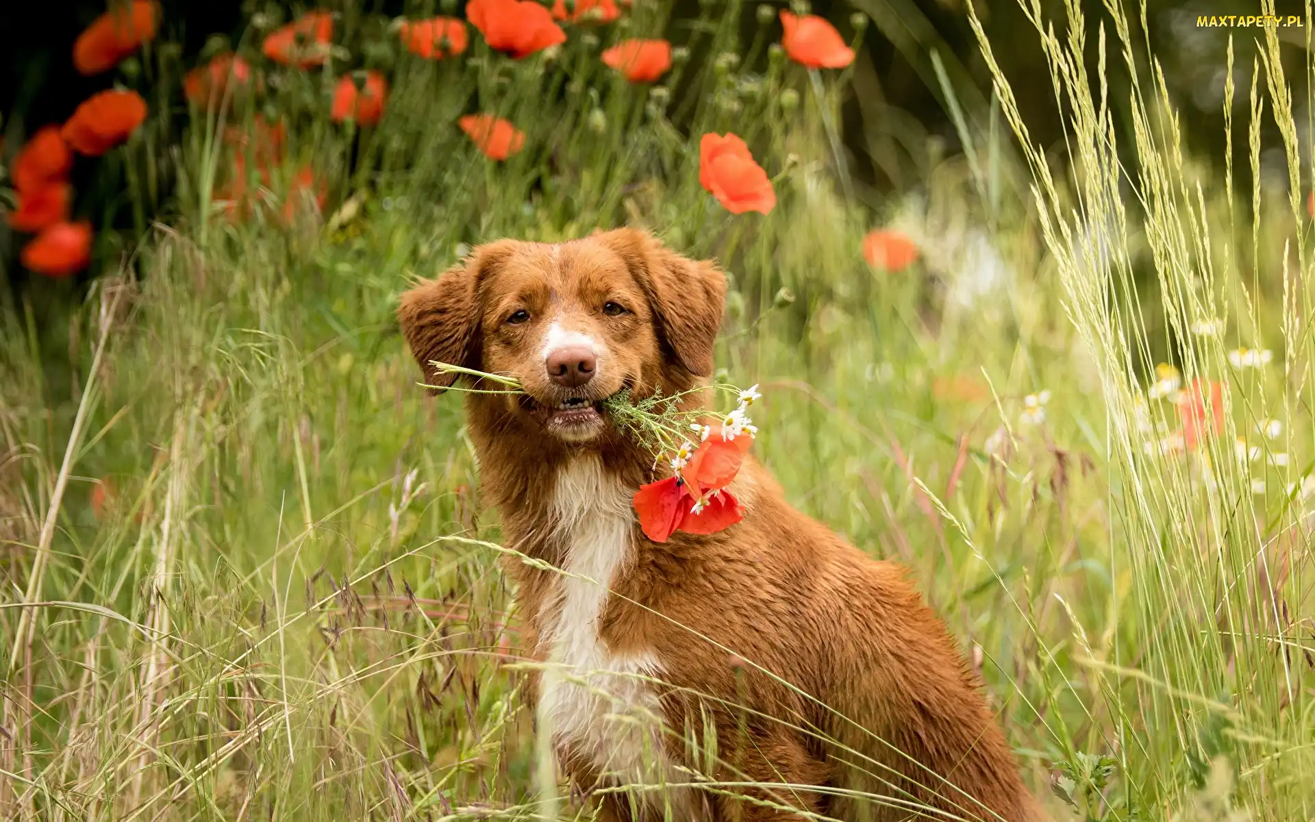 Trawa Retriever z Nowej Szkocji, Maki, Pies, Retriever z Nowej Szkocji