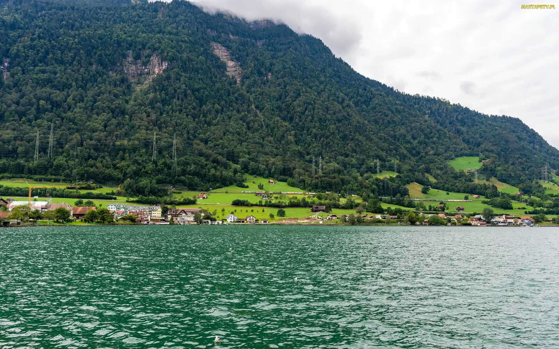Lasy, Góry, Kanton Schwyz, Domy, Jezioro Zugersee, Szwajcaria, Arth