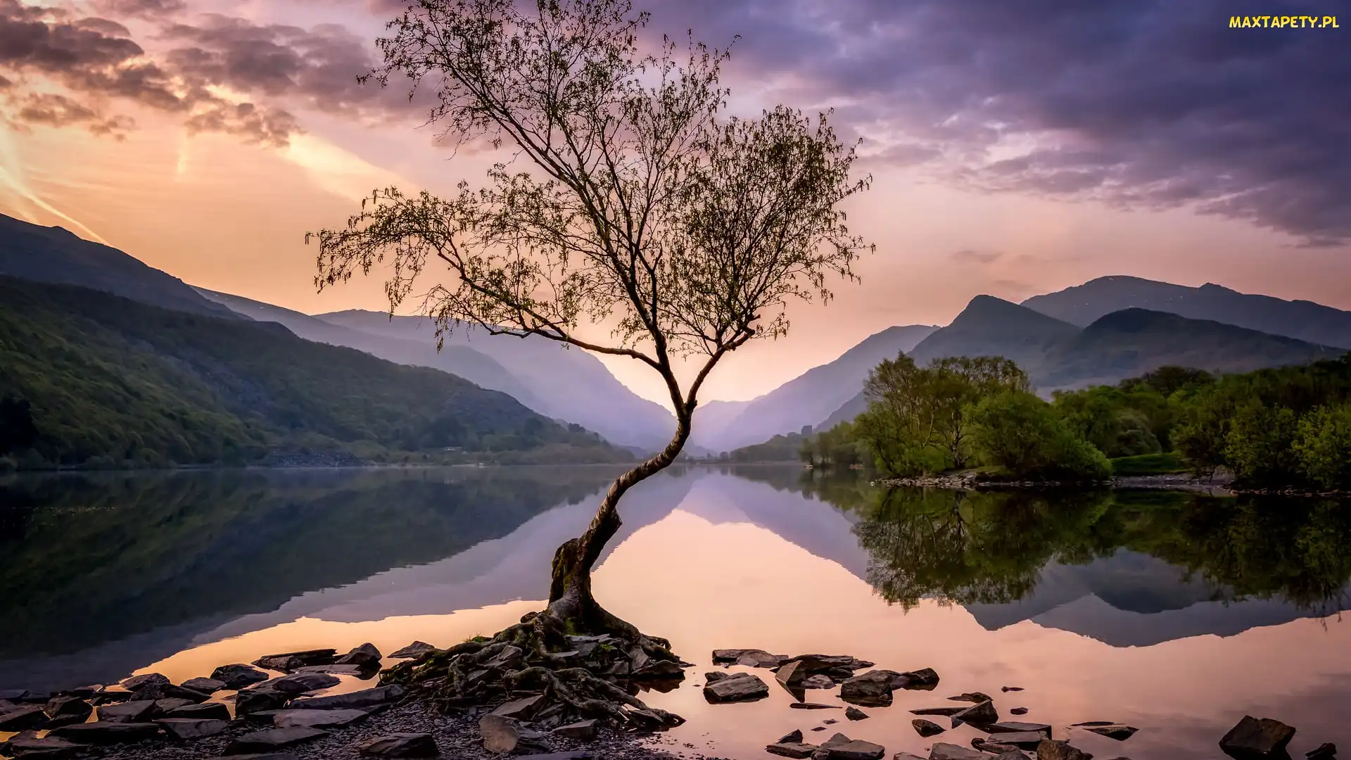 Walia, Park Narodowy Snowdonia, Wielka Brytania, Llyn Padarn, Drzewo, Jezioro, Kamienie, Góry
