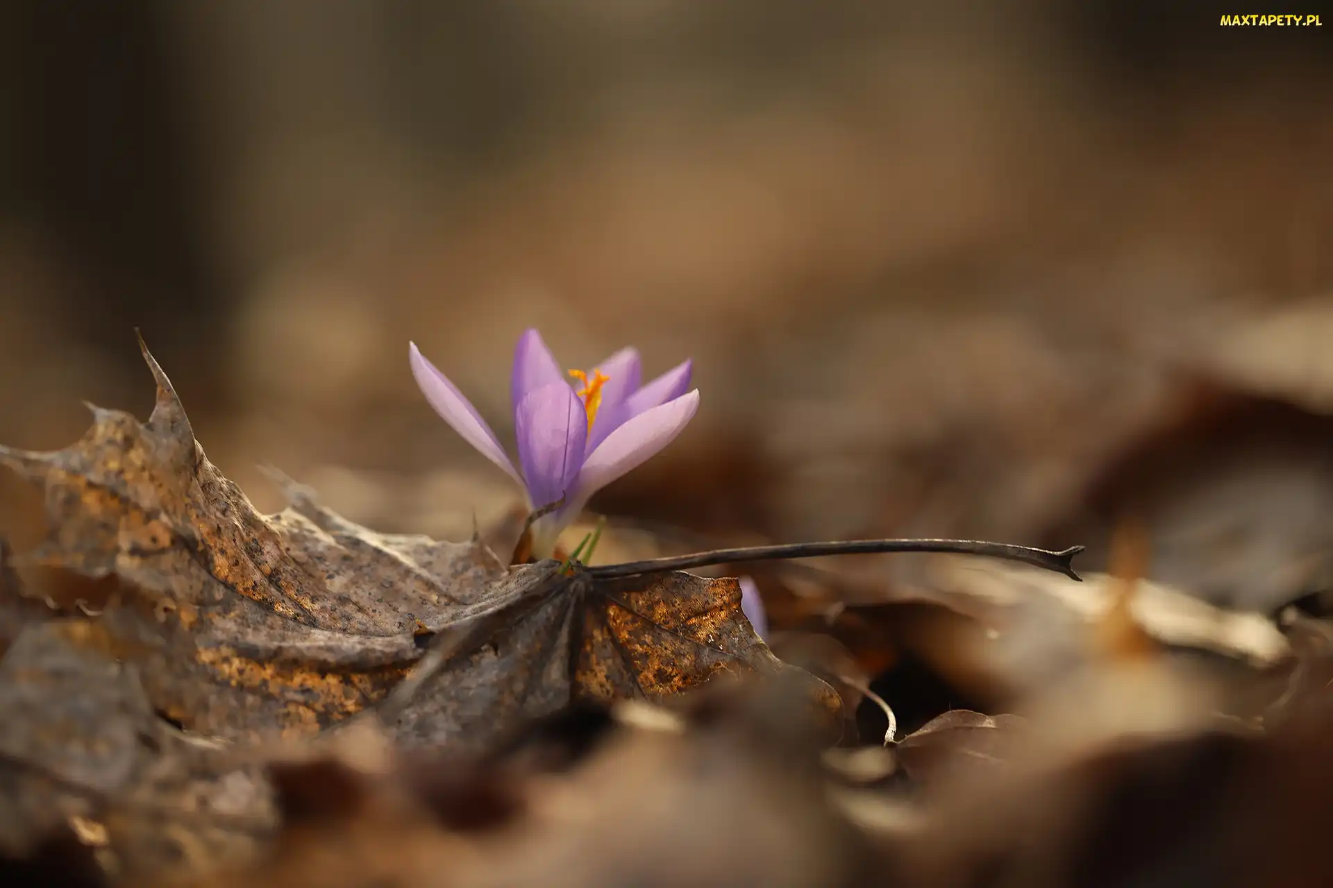 Liście, Suche, Liliowy, Krokus