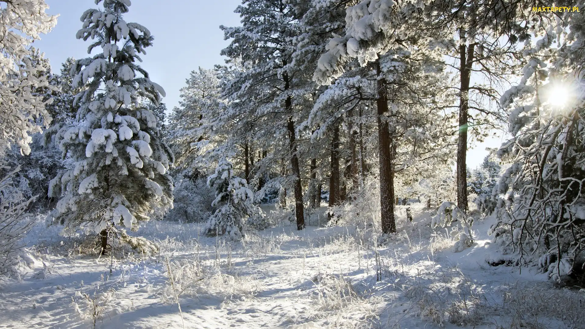 Słońce, Drzewa, Śnieg, Zima, Las, Ośnieżone