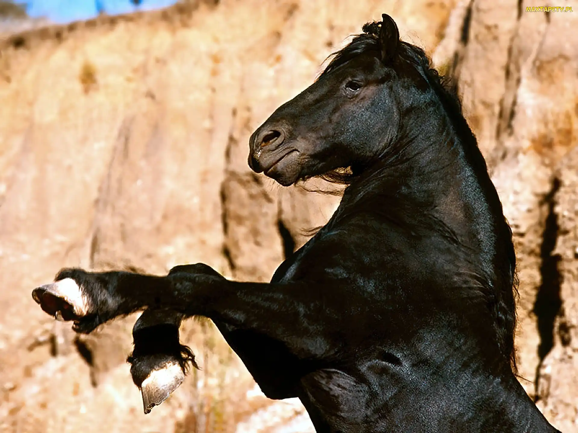 mustang, skały, Koń