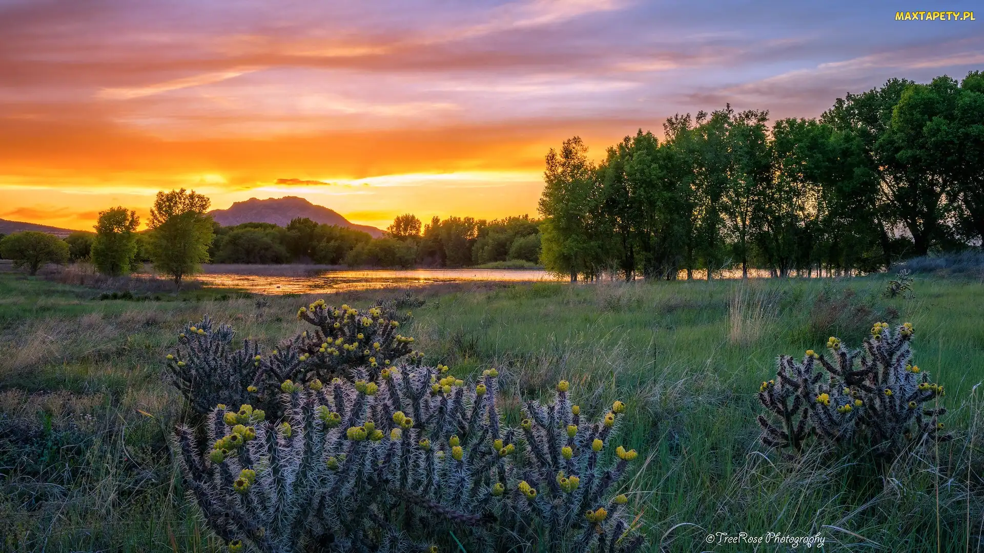Drzewa, Zachód słońca, Góra, Trawa, Arizona, Rośliny, Stany Zjednoczone, Prescott