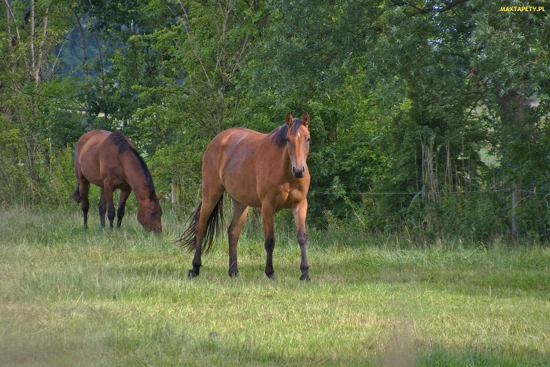 Brązowe, Drzewa, Ogrodzenie, Pastwisko, Konie
