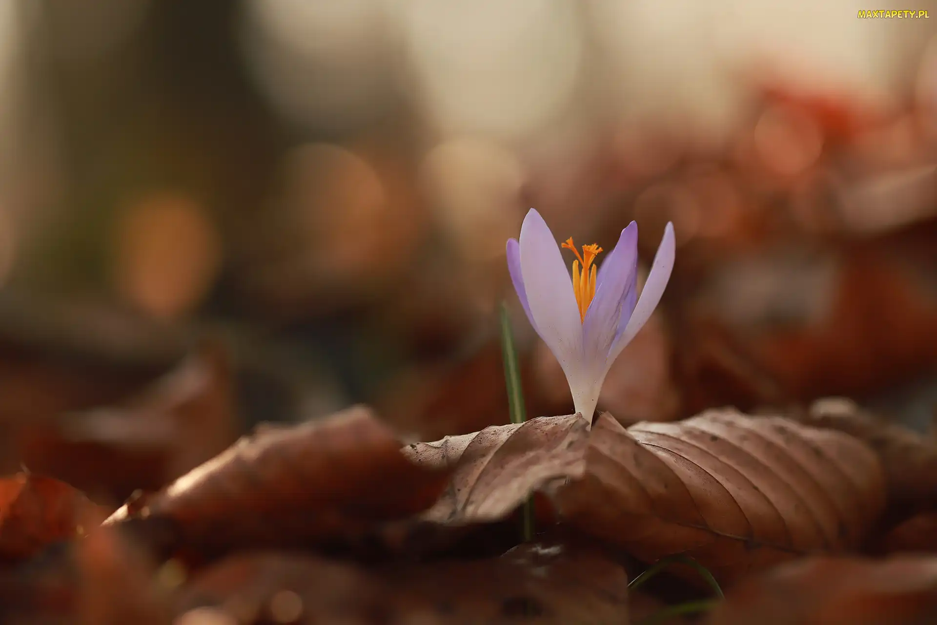 Liliowy, Zbliżenie, Suche, Liście, Krokus