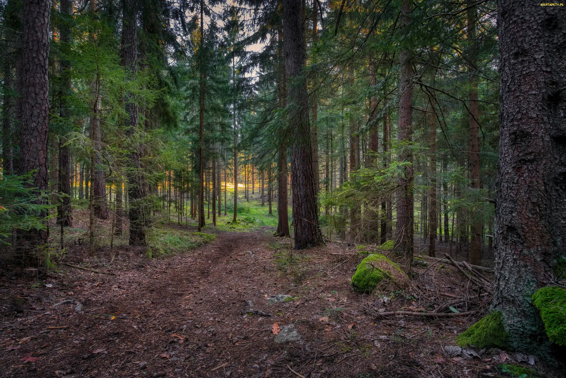 Las iglasty, Drzewa