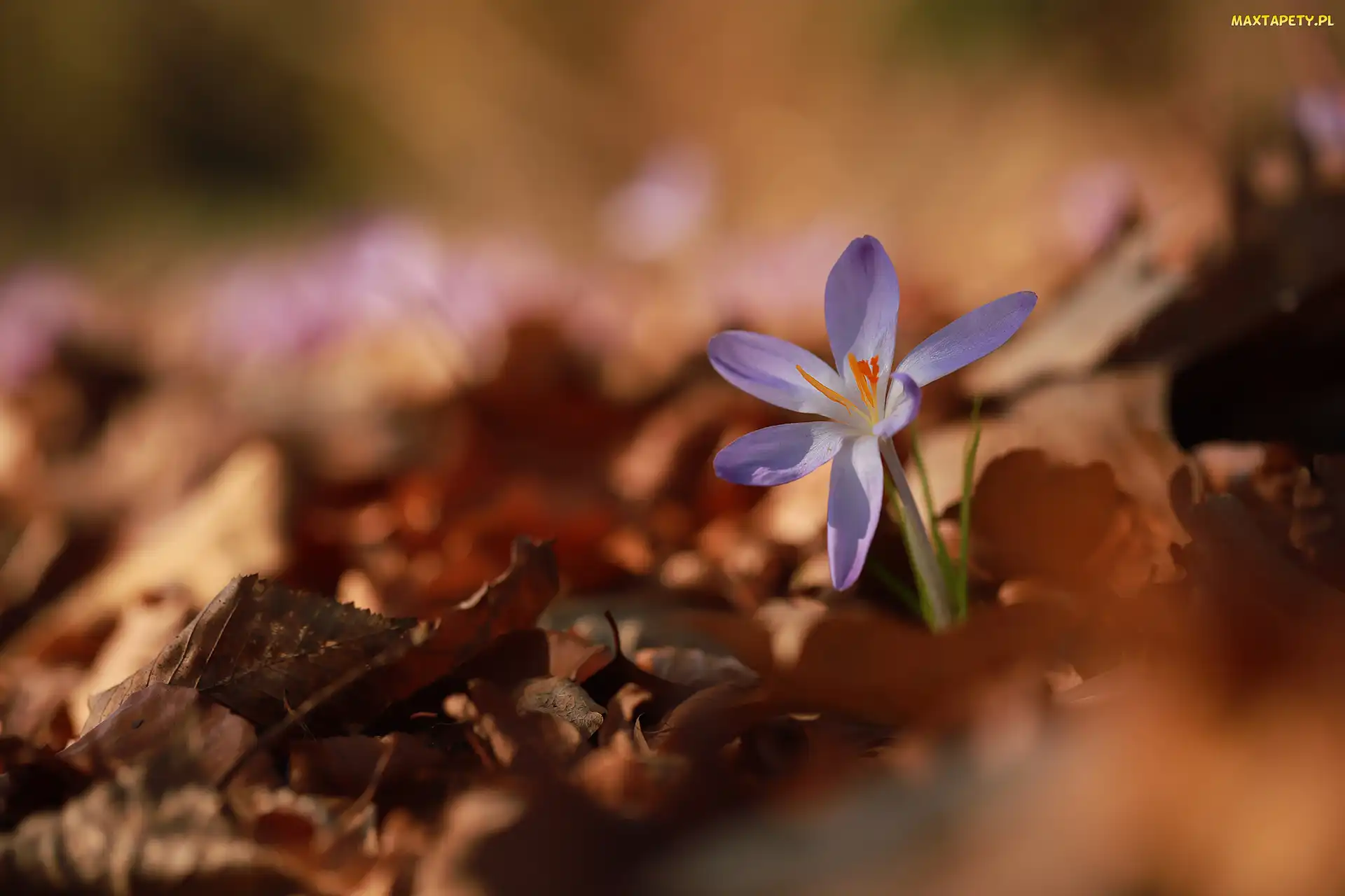 Liliowy, Liście, Suche, Krokus, Rozwinięty