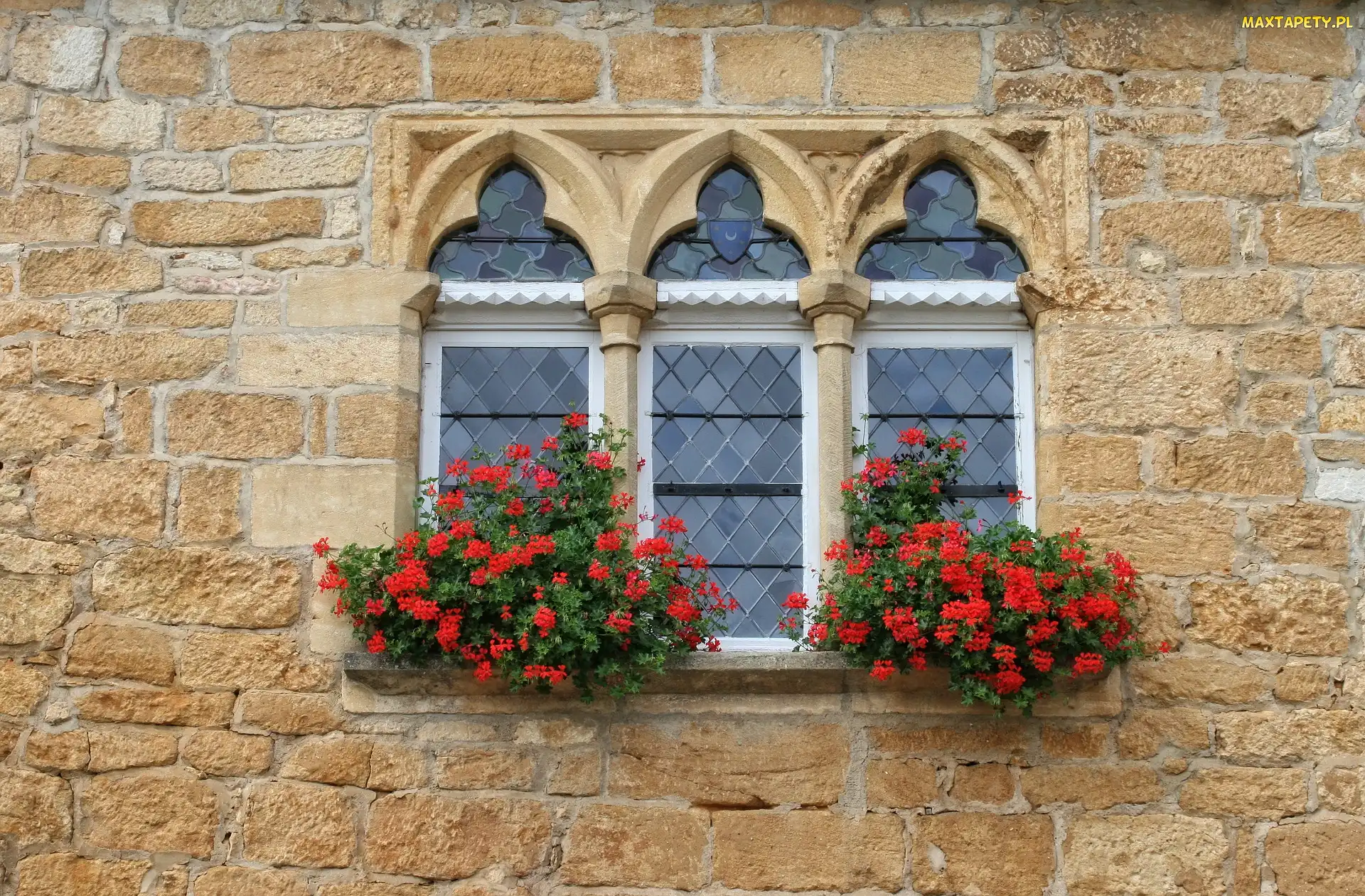 Ściana, Pelargonia Domy, Kwiaty, Okno, Dom