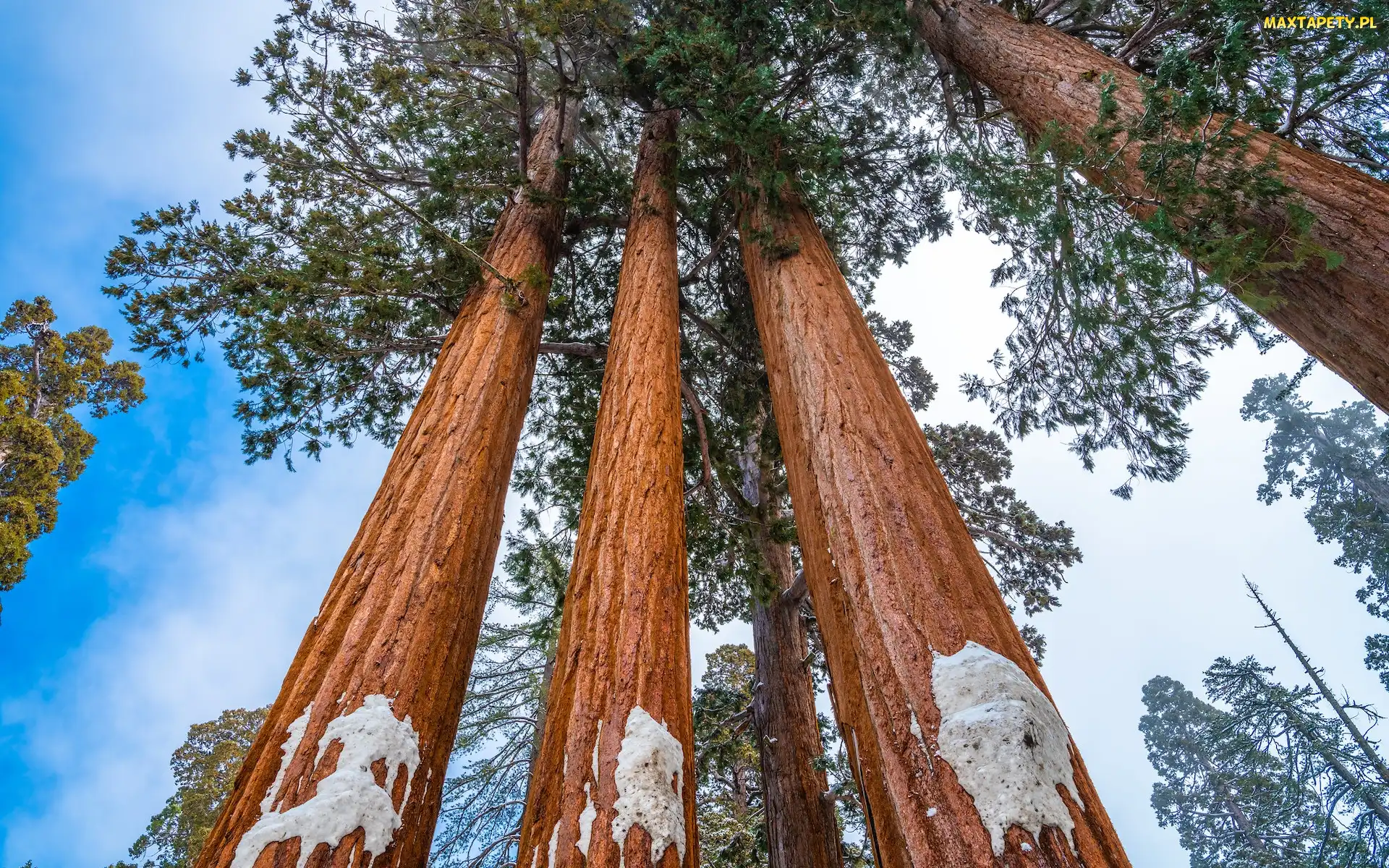 General Grant Grove, Sekwoje, Kalifornia, Park Narodowy Kings Canyon, Drzewa, Stany Zjednoczone, Las