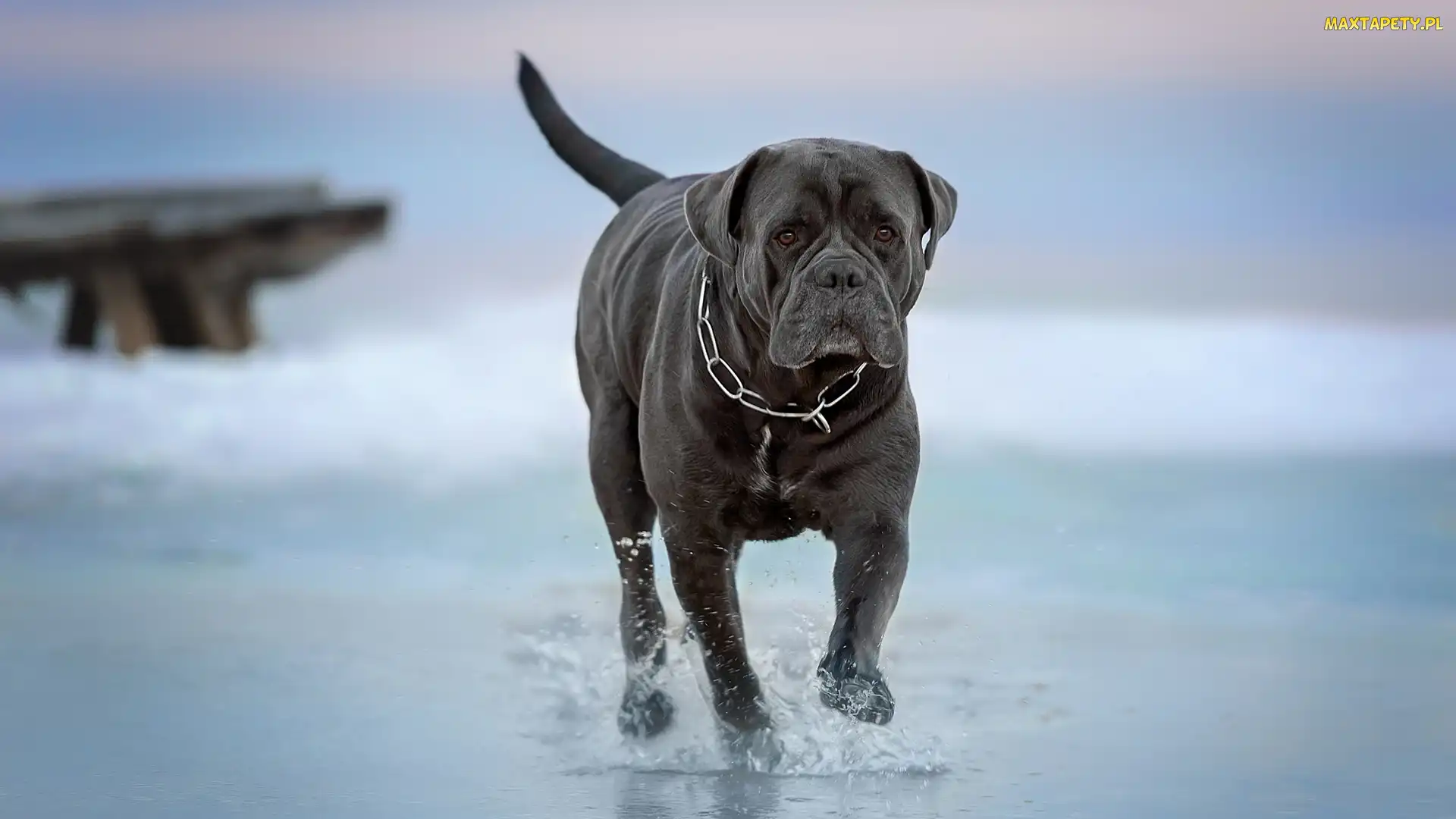 Grafitowy, Woda, Cane corso, Pies