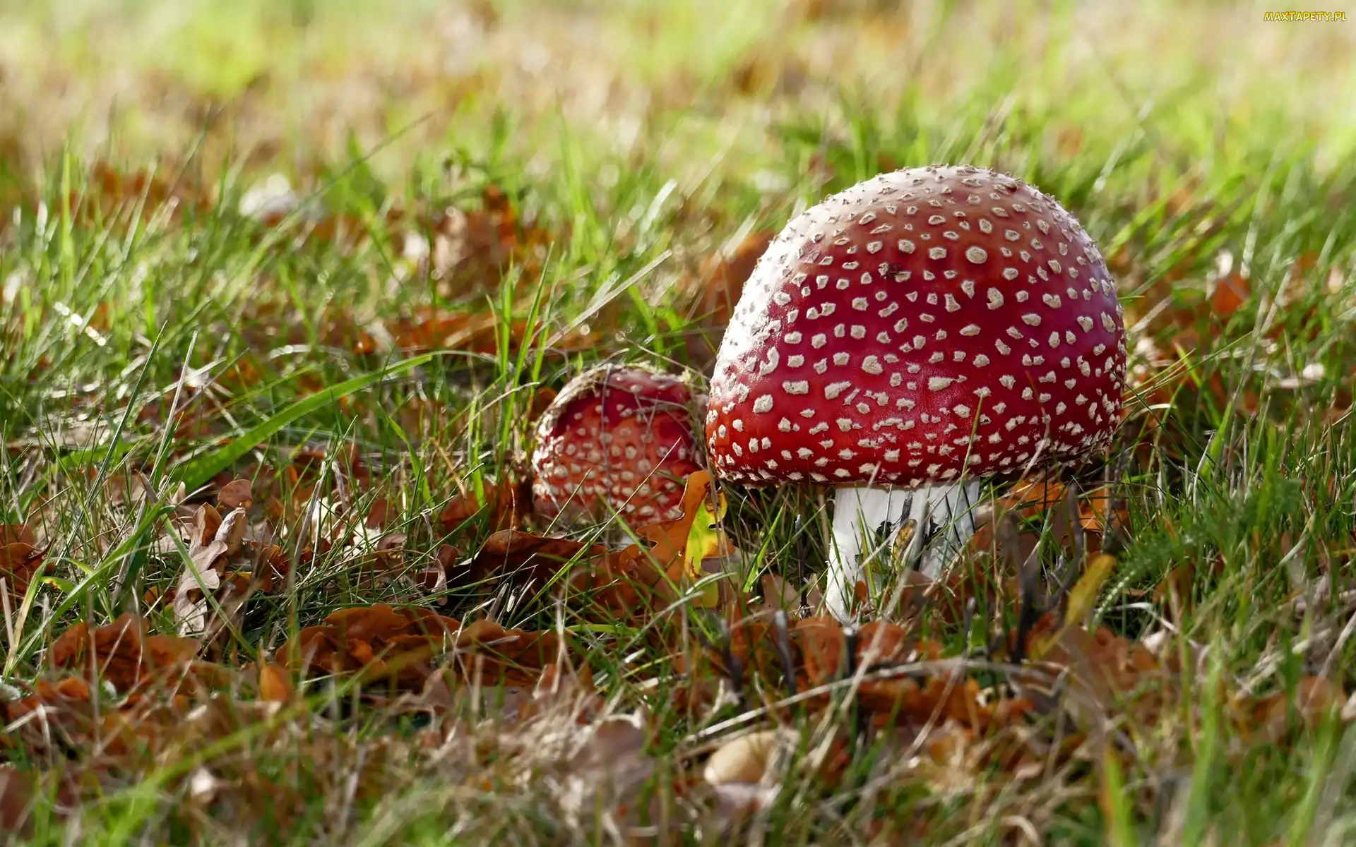 Muchomory, Liście, Trawa, Łąka, Grzyby