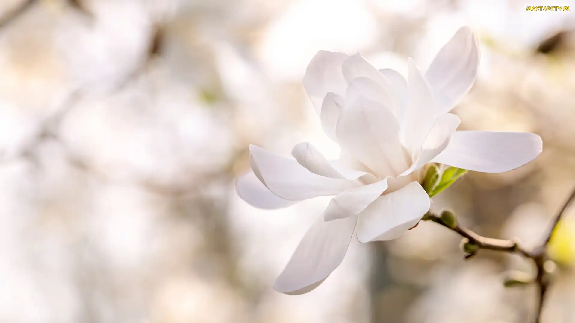 Rozmycie, Magnolia, Kwiat, Biała