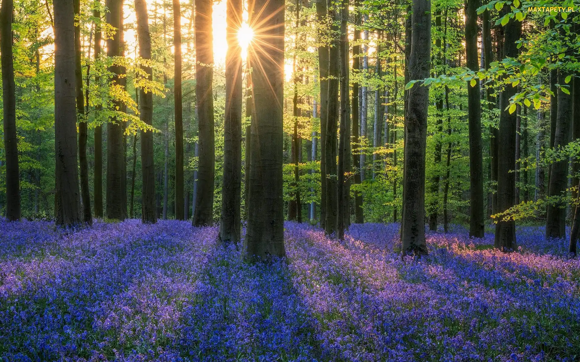 Wiosna, Hallerbos, Niebieskie, Belgia, Hiacyntowce, Kwiaty, Promienie słońca, Las, Drzewa