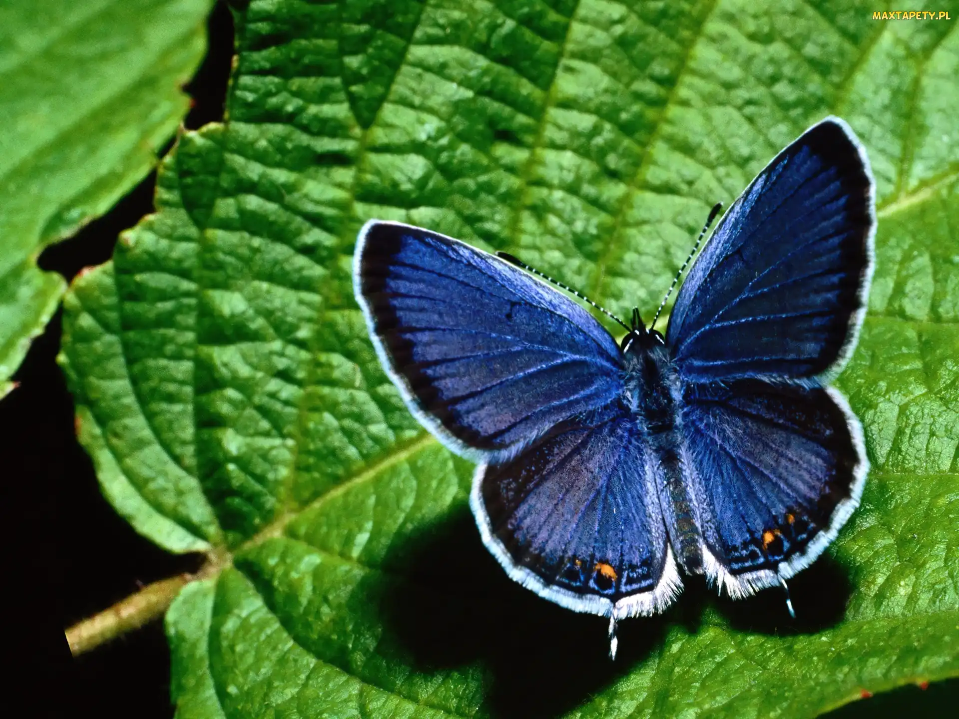 Modraszek ikar, Liść, Motyl