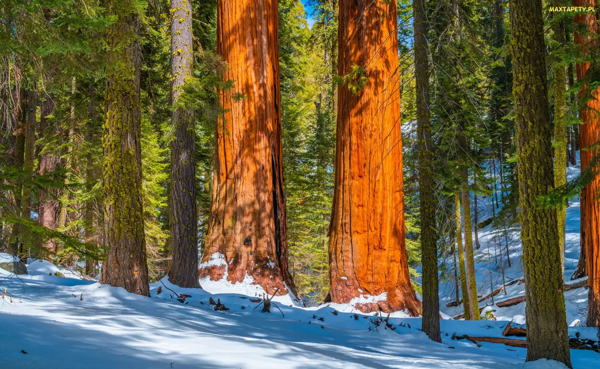 Park Narodowy King Canyon, Kalifornia, Las, Stany Zjednoczone, Sekwoje, Zima, Drzewa