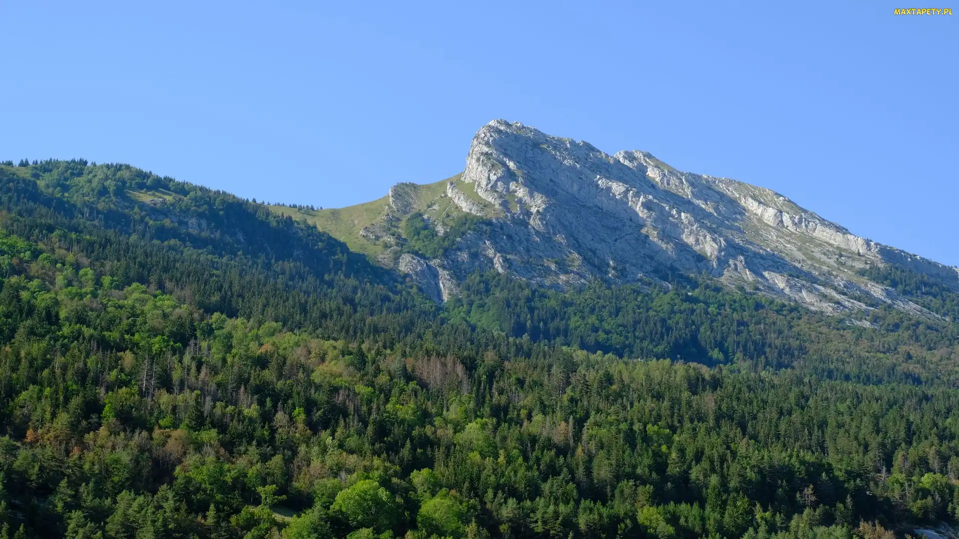 Drzewa, Las, Góry, Zielony