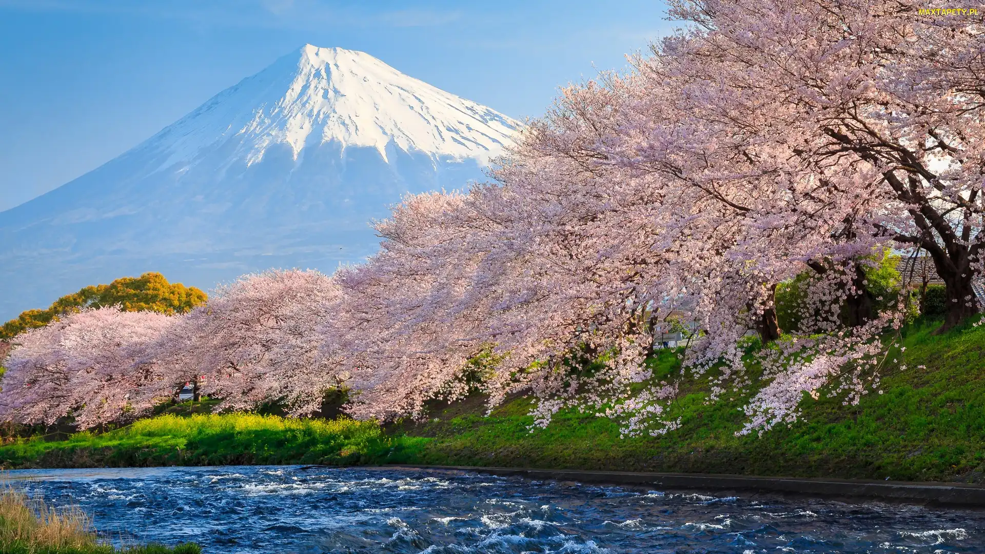 Okwiecone, Stratowulkan Fudżi, Wiosna, Rzeka, Mount Fuji, Drzewa, Japonia, Góra