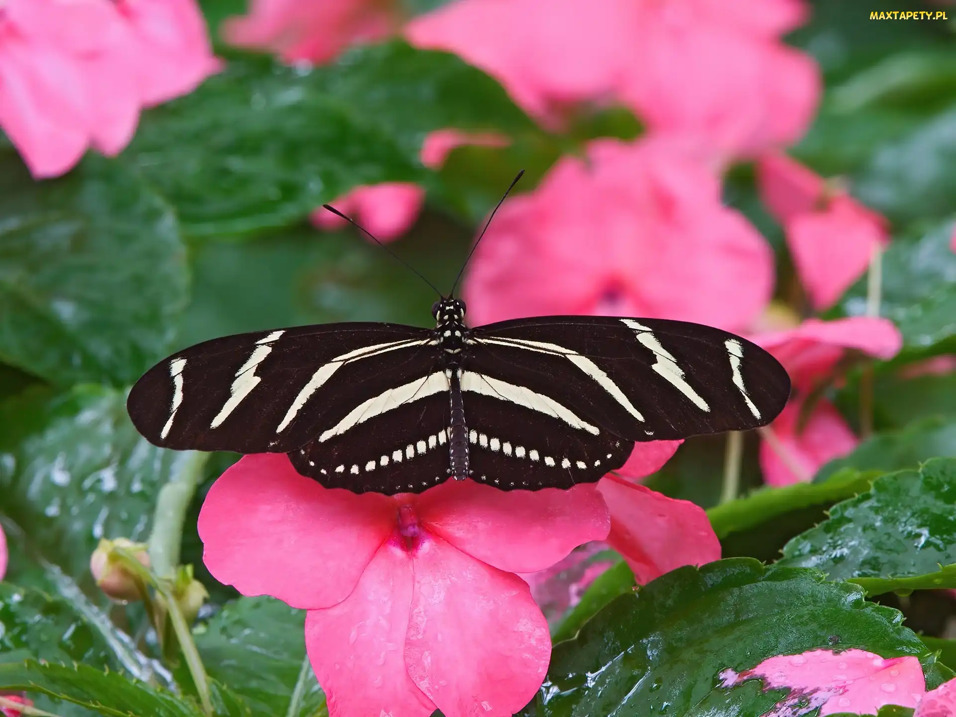 Motyl, Niecierpek, kwiat