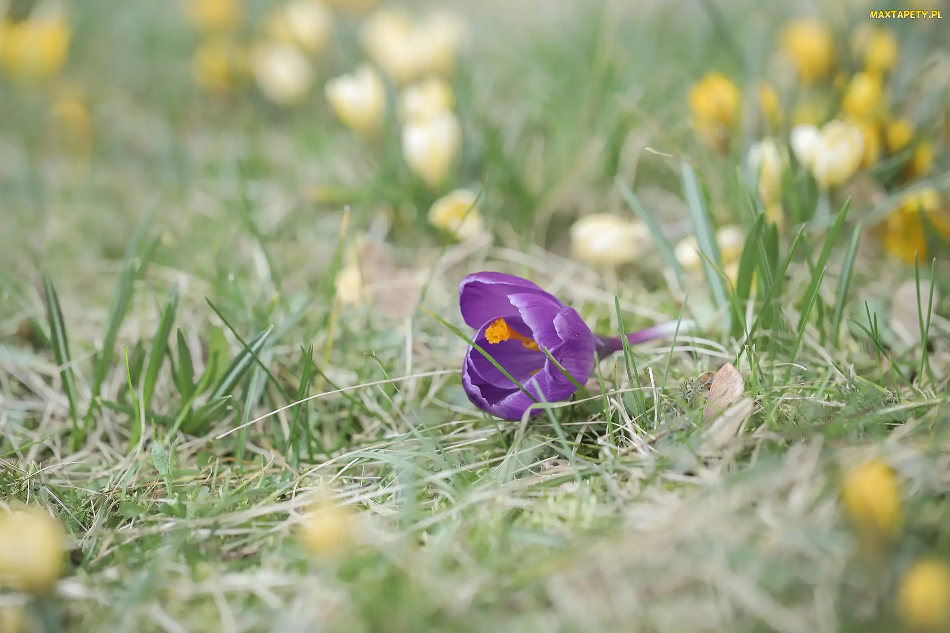 Trawa, Krokus, Fioletowy, Pochylony