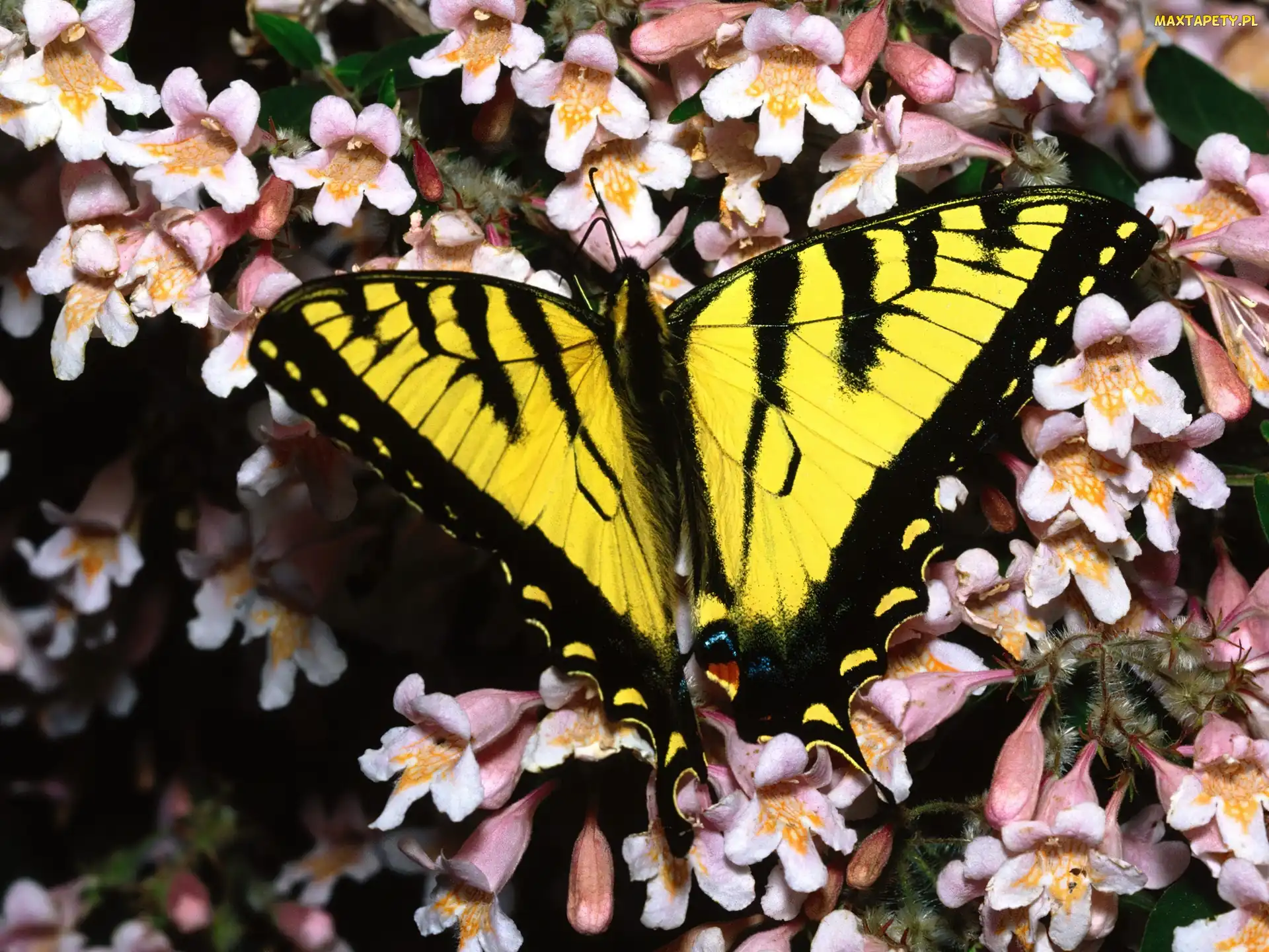 Motyl, Paź Królowej