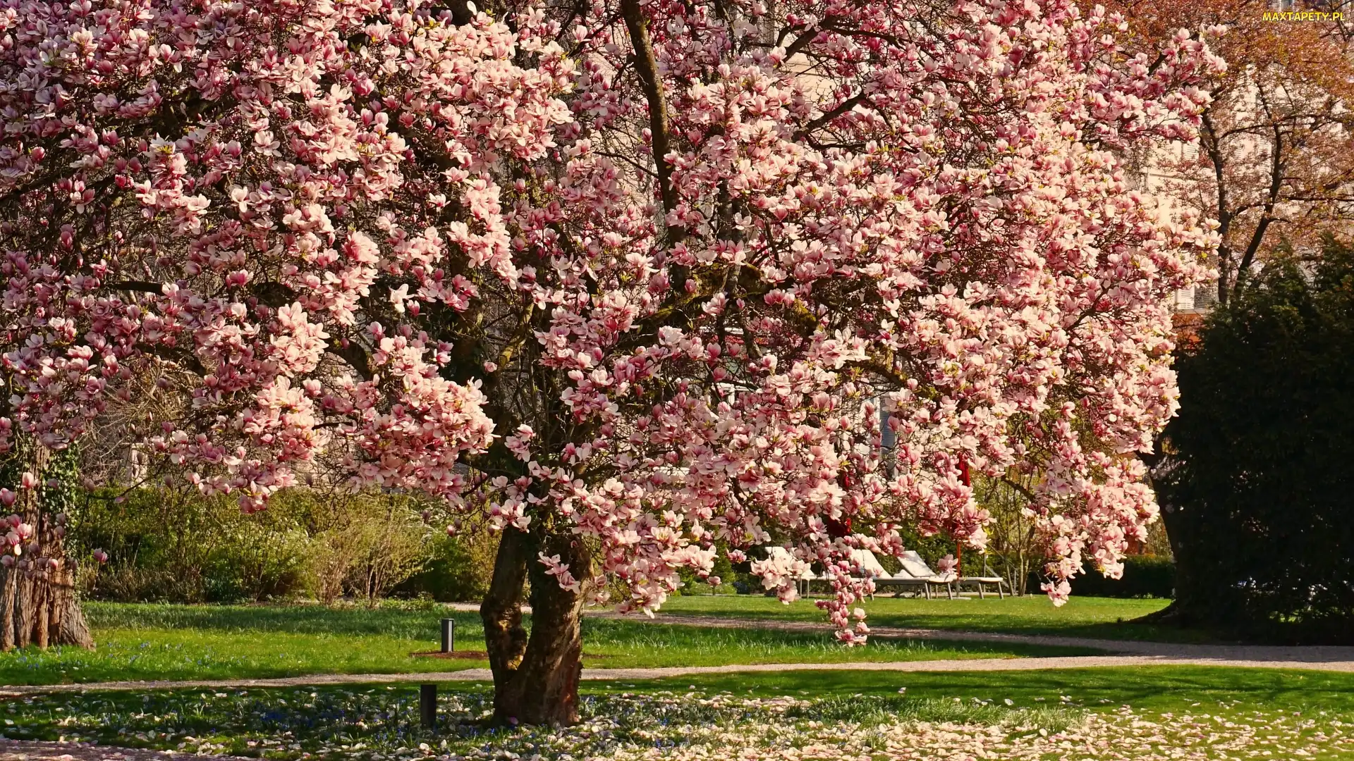Magnolia, Wiosna, Park, Kwiaty, Drzewo