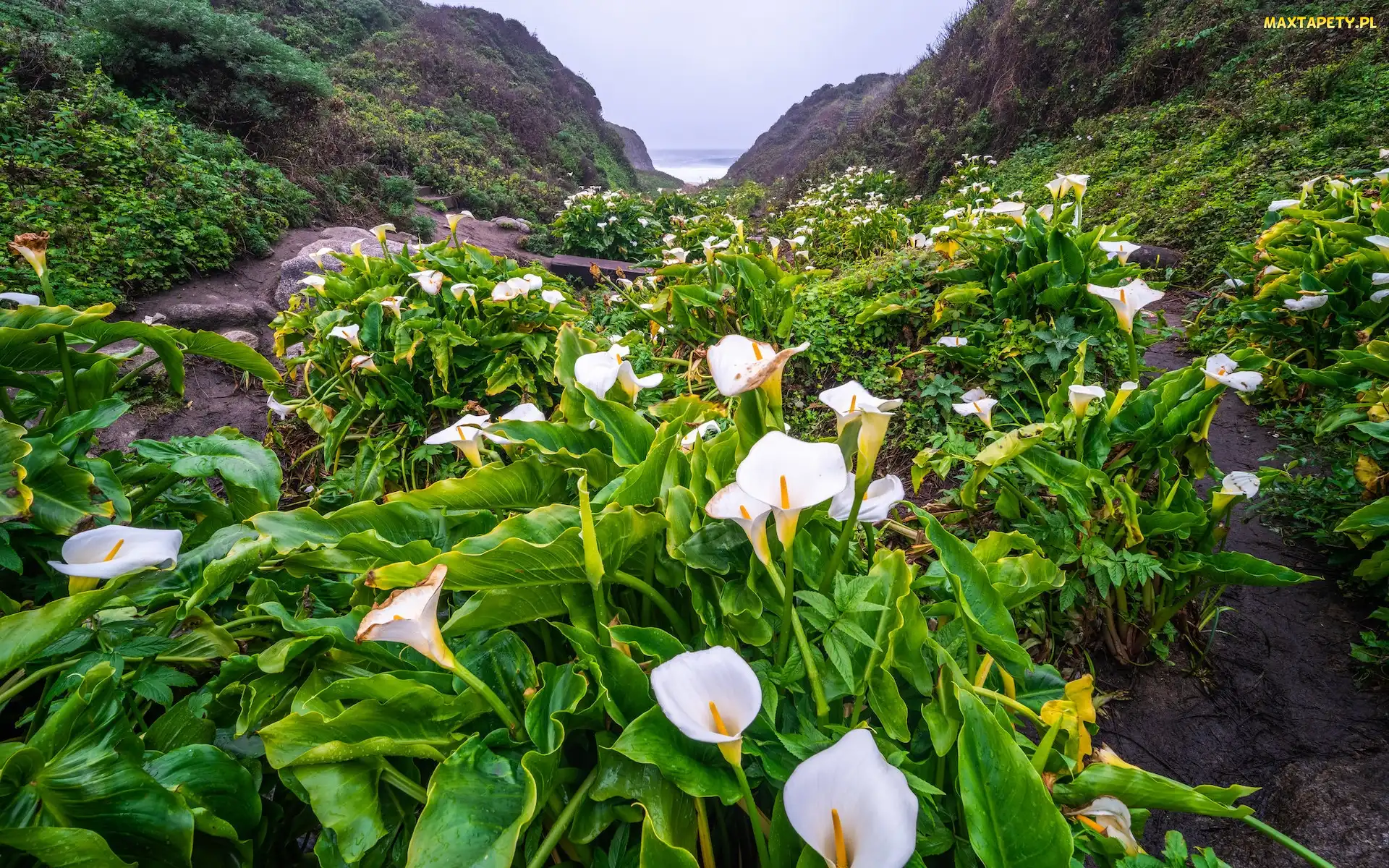 Kalifornia, Calla Lily Valley, Stany Zjednoczone, Dolina, Kwiaty, Góry, Kalie, Region Big Sur