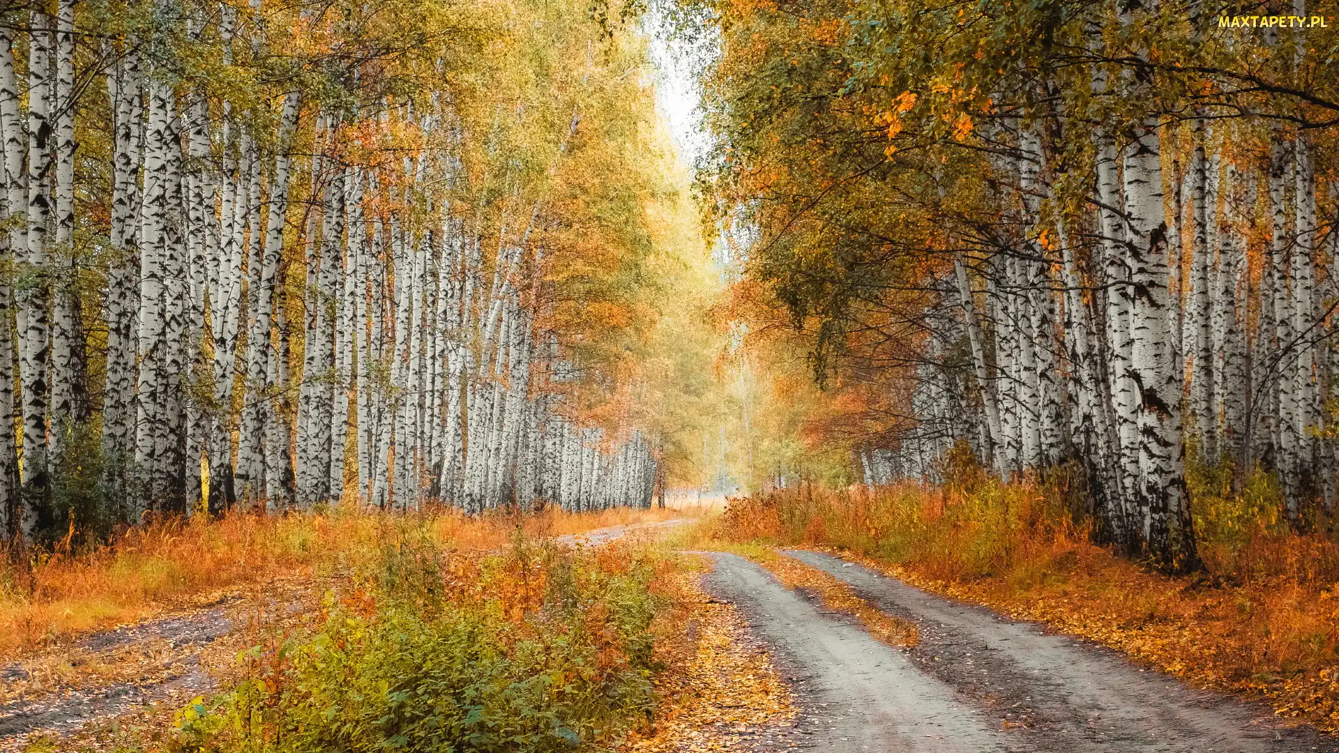 Trawy, Pożółkłe, Brzozy, Jesień, Las brzozowy, Droga