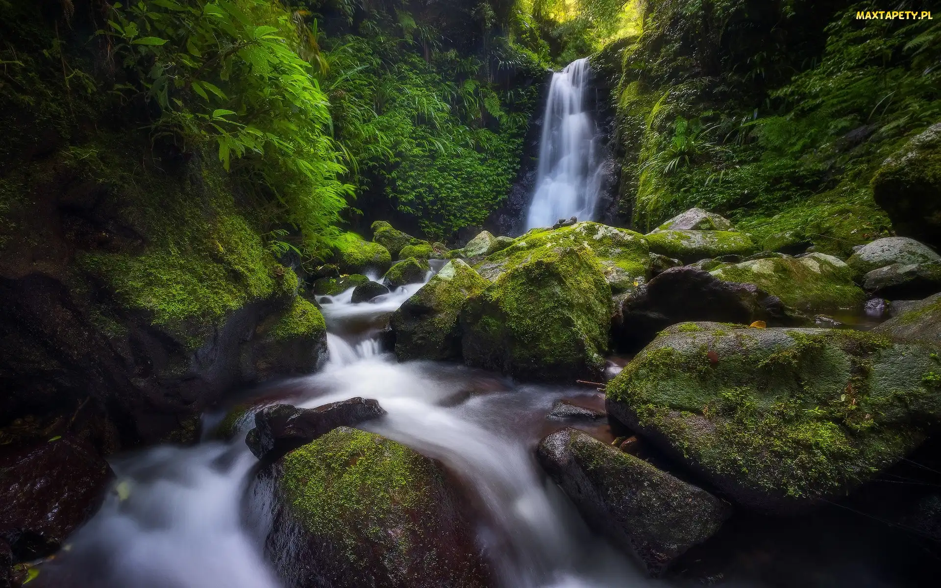 Omszałe, Park Narodowy Lamington, Toolona Creek, Kamienie, Las, Queensland, Wodospad, Gwongurai Falls, Australia, Rzeka