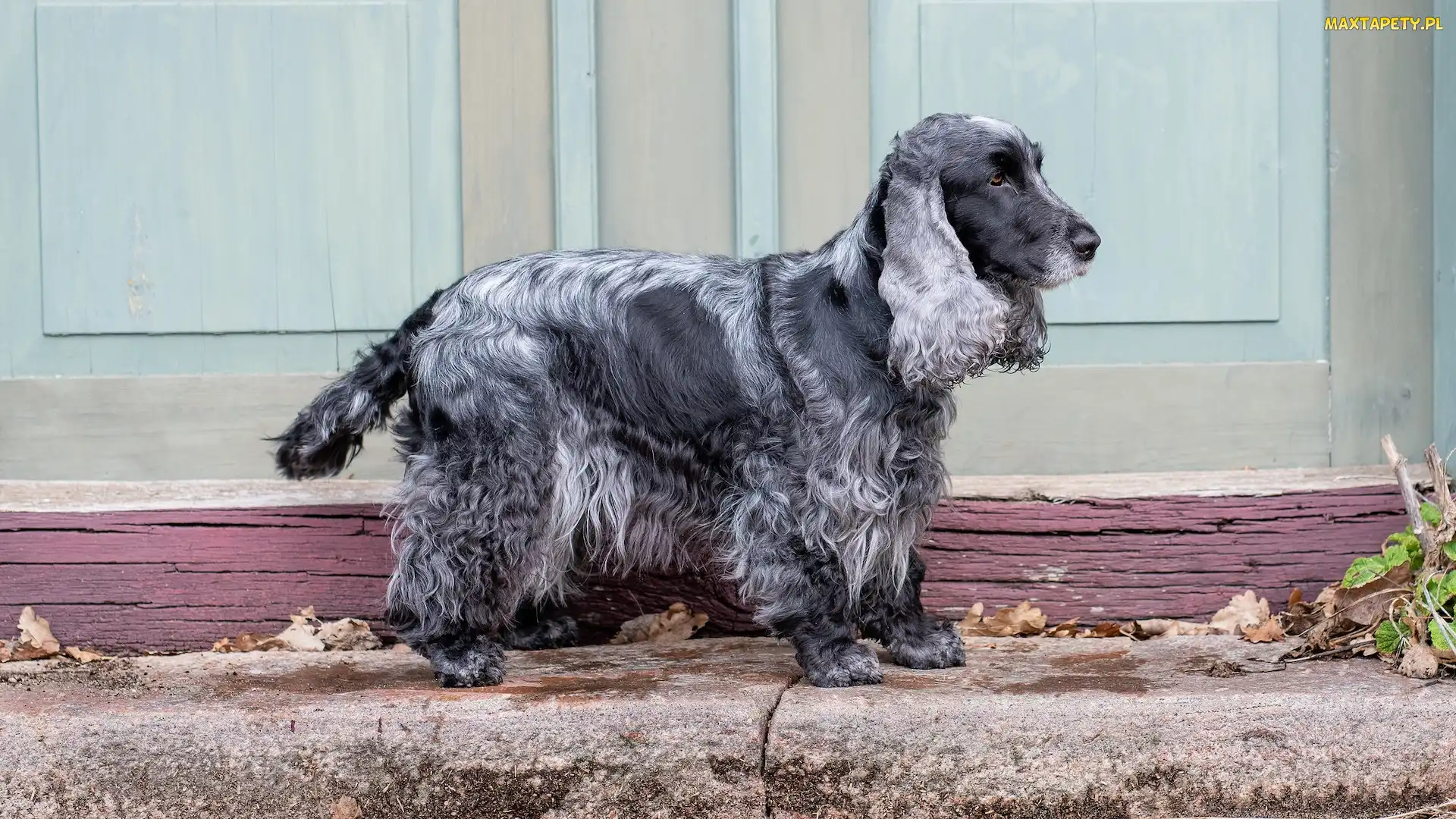 Pies, Blue roan, Maść, Cocker spaniel angielski