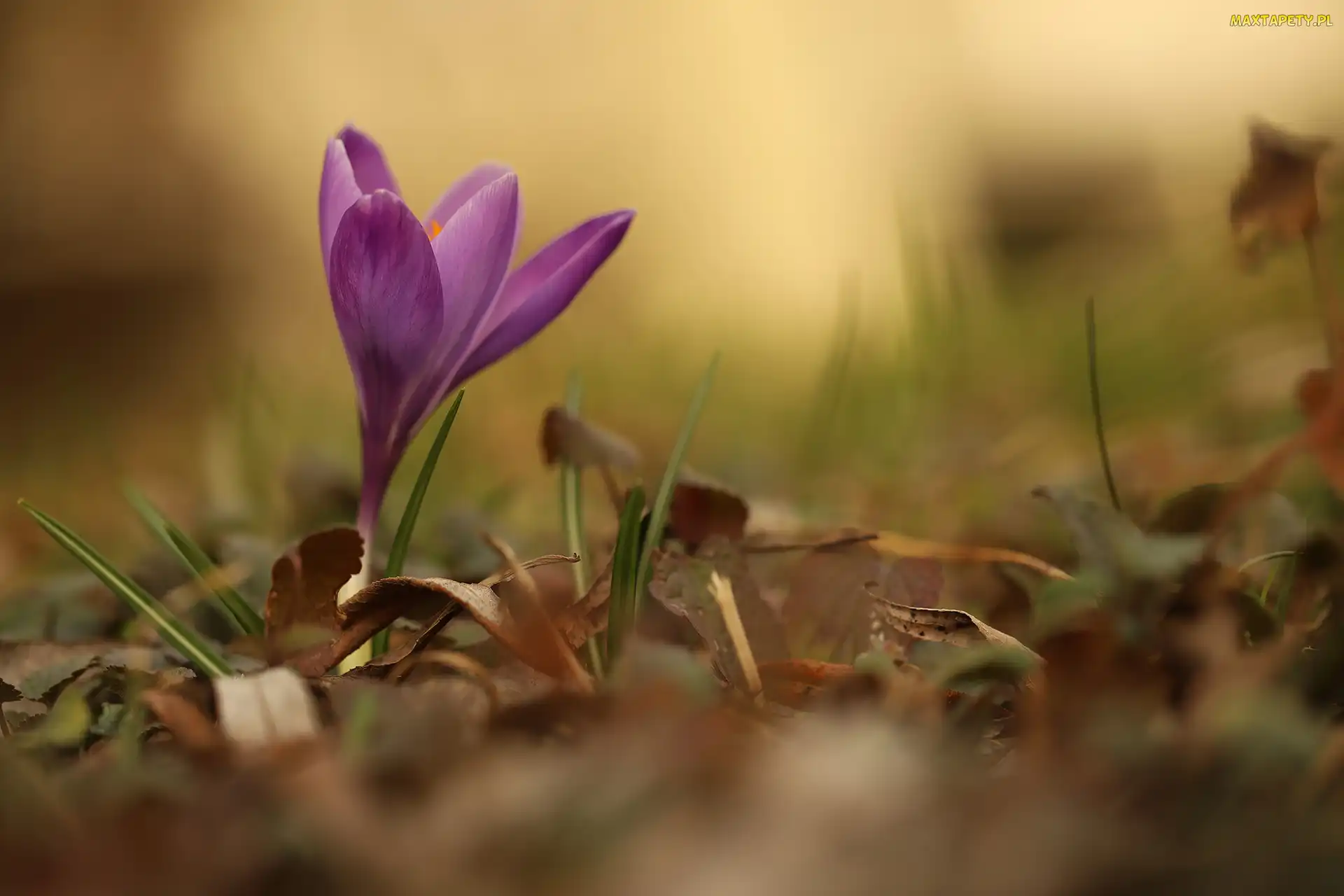 Fioletowy, Liście, Suche, Krokus, Kwiat