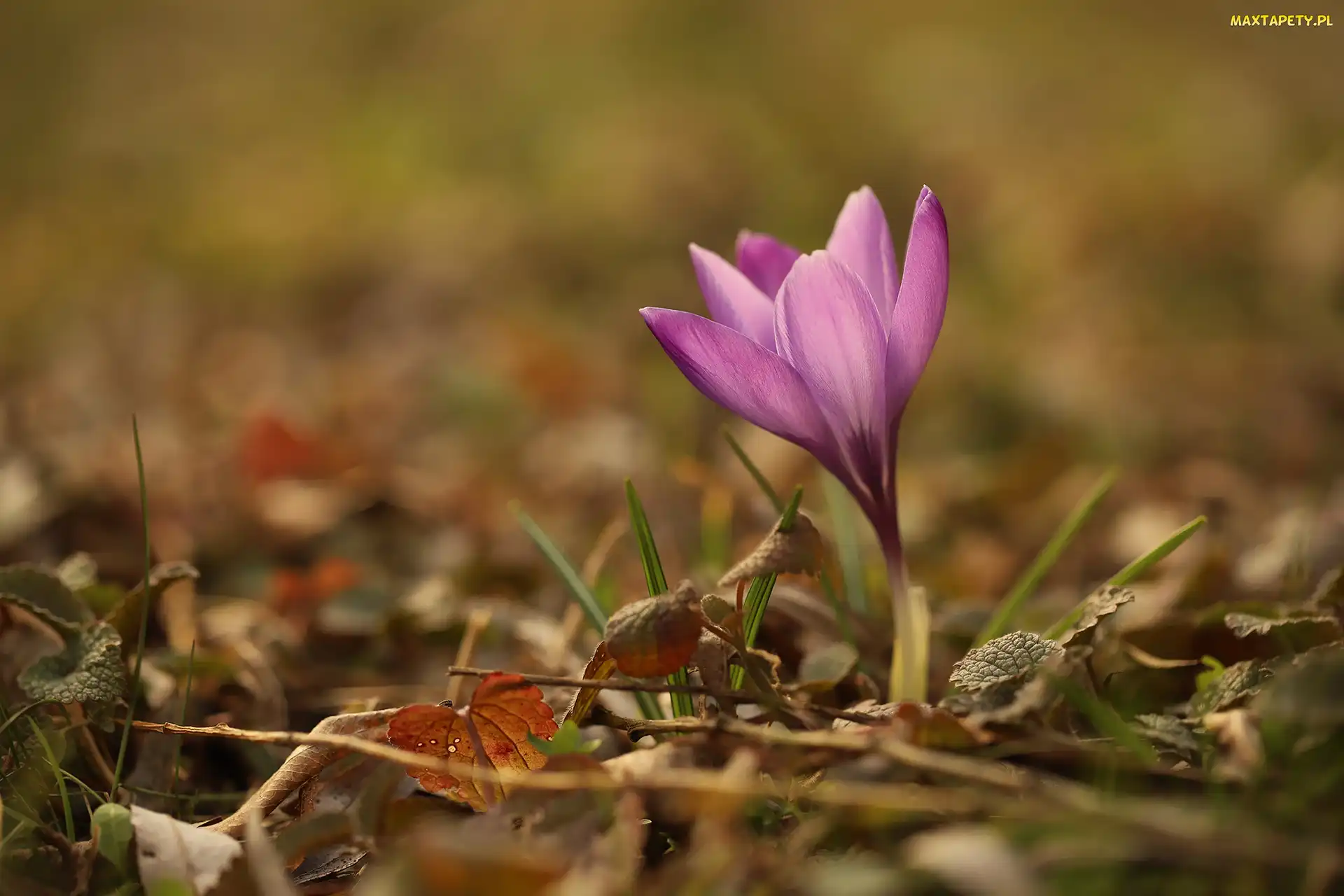 Rozwinięty, Kwiat, Fioletowy, Krokus
