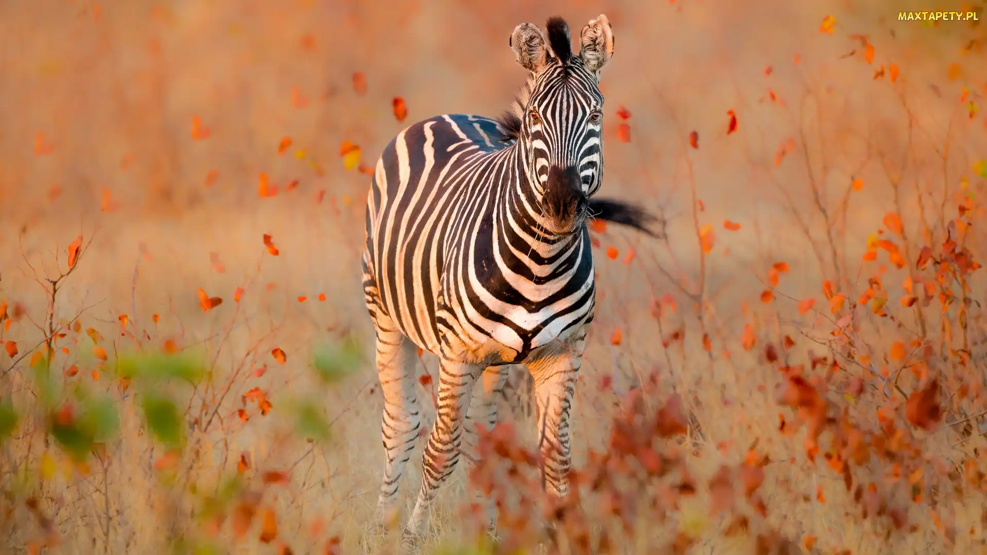 Łąka, Rośliny, Zebra
