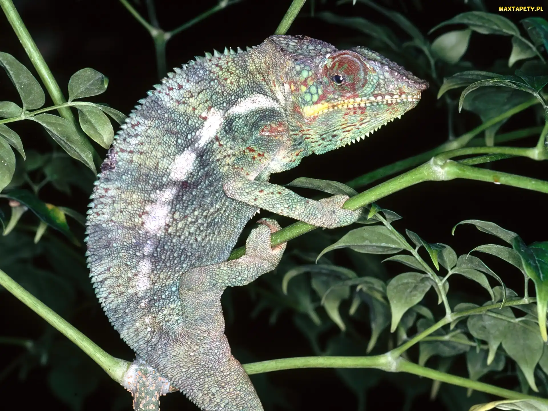 Kameleon
