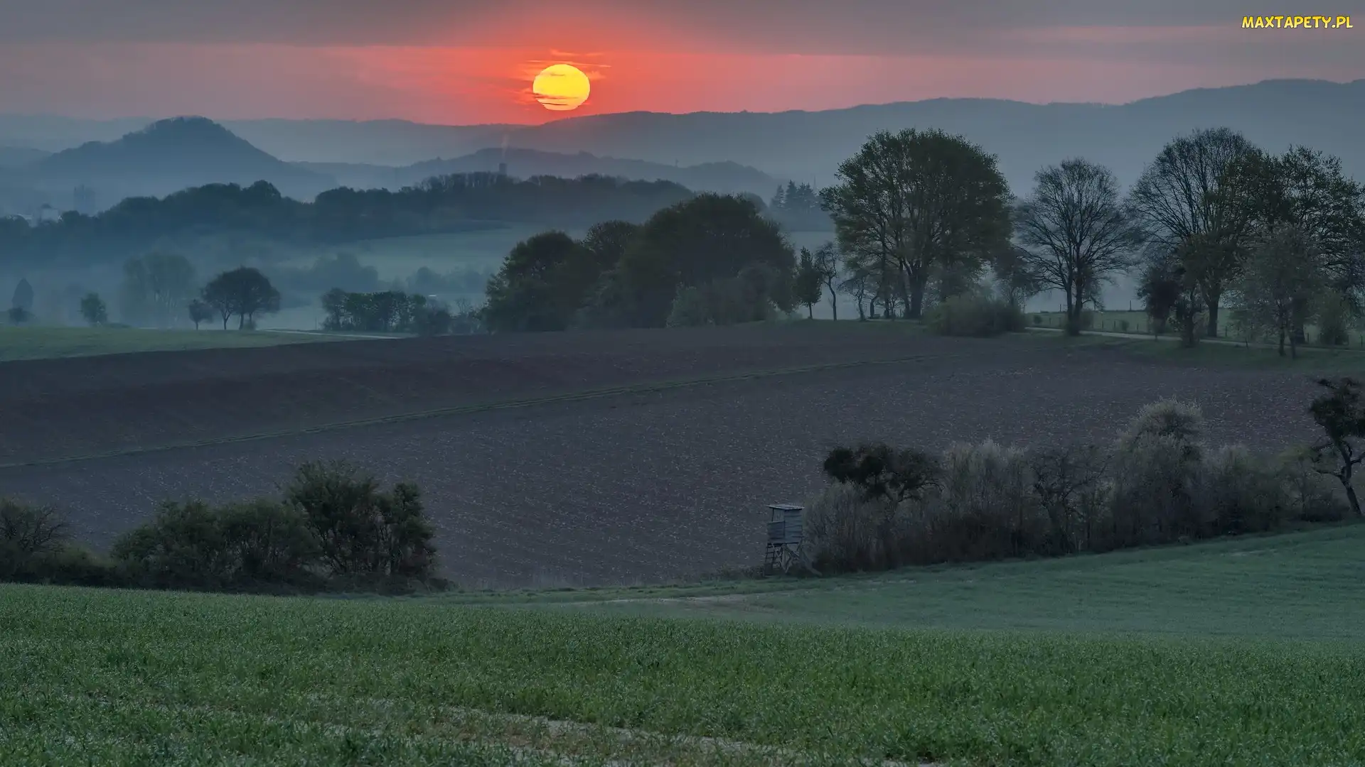 Pola, Wzgórza, Mgła, Drzewa, Wschód słońca