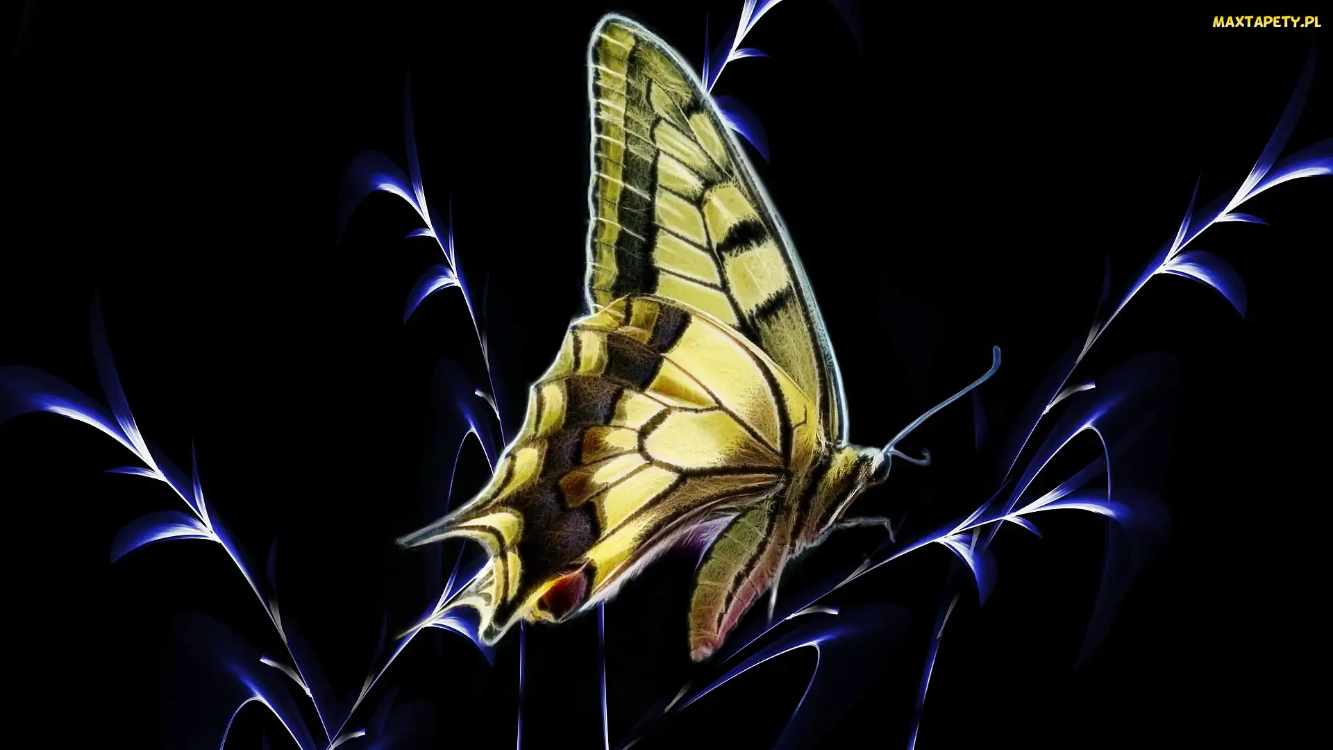 Grafika, Tło, Paź królowej, Motyl, Trawa, Czarne