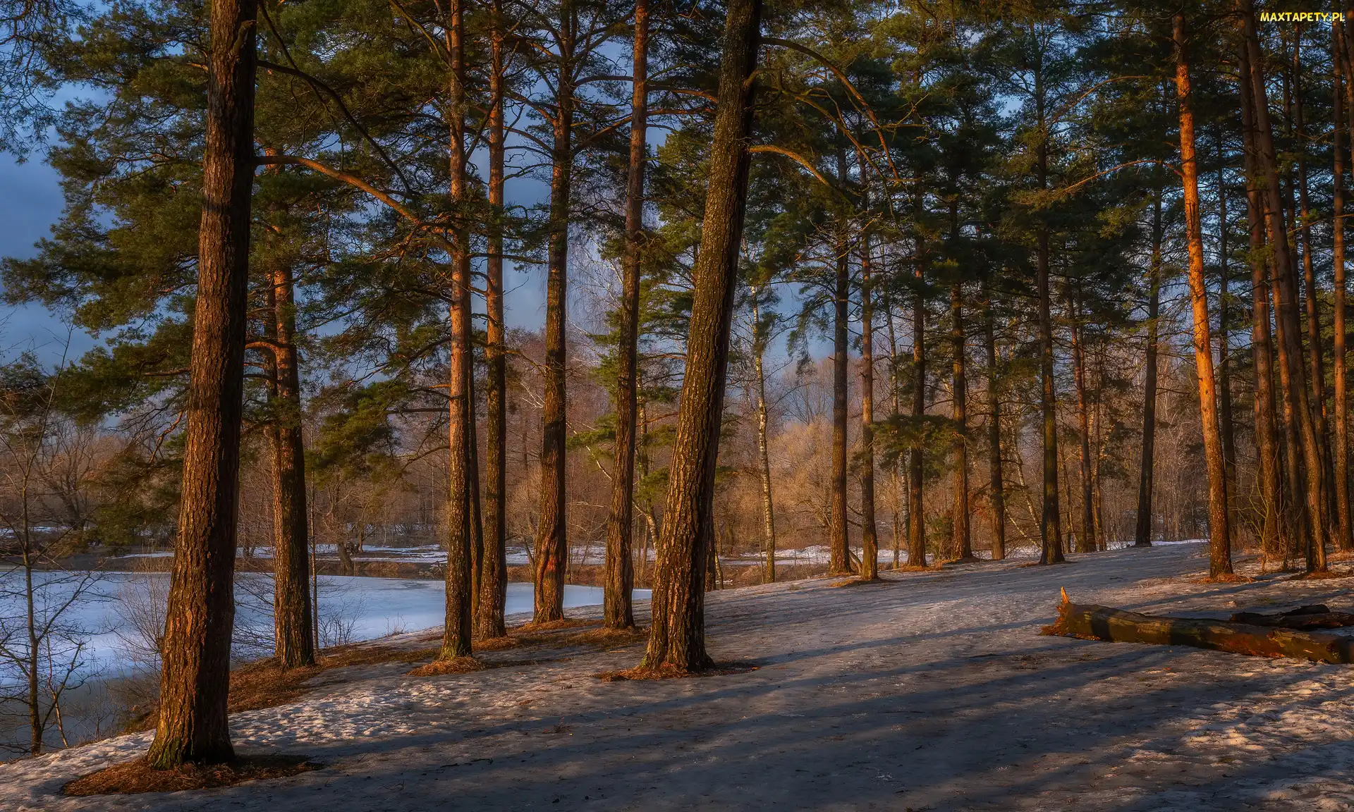 Las, Ścieżka, Drzewa, Wysokie, Zima