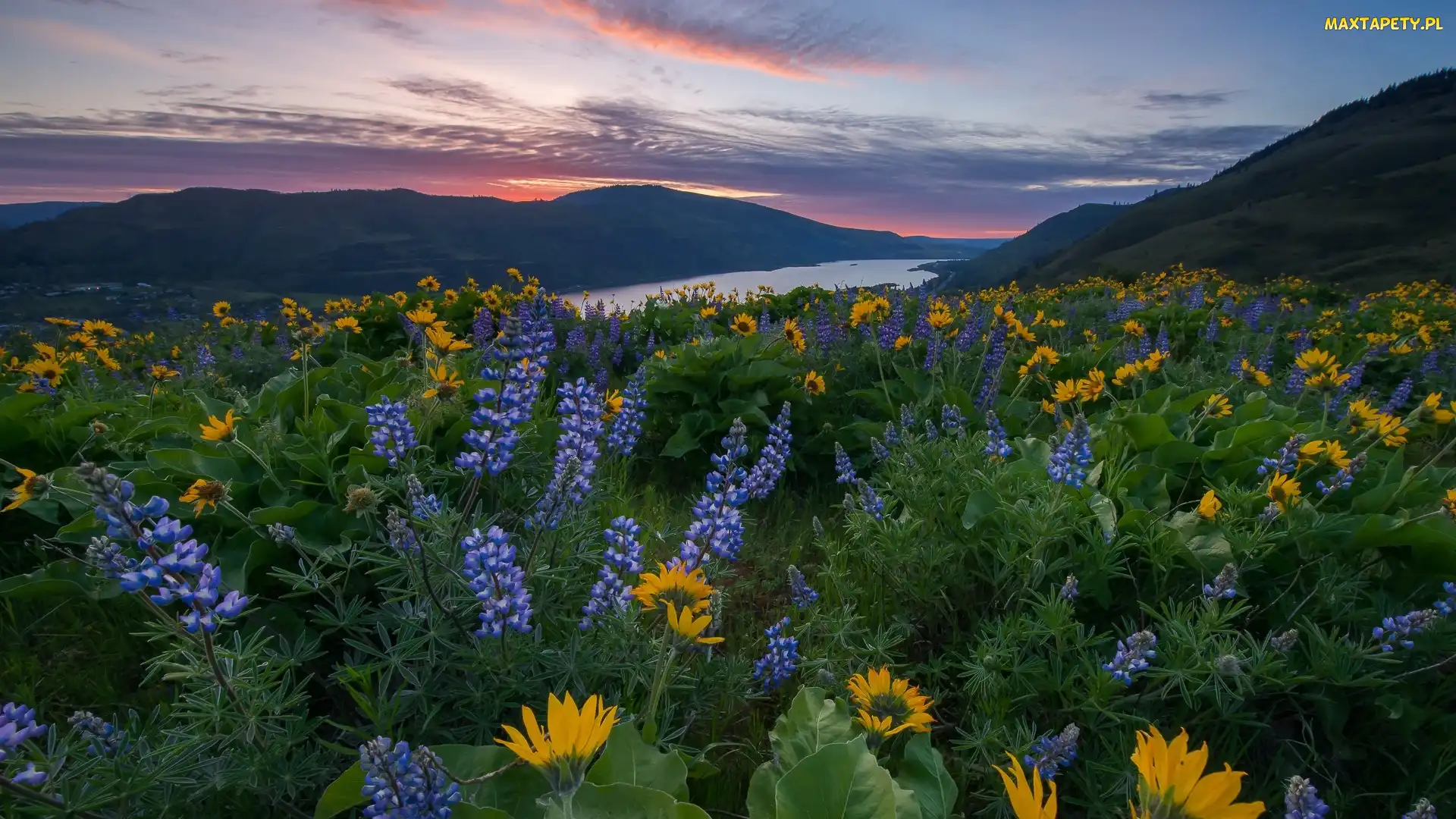 Rezerwat przyrody, Stan Waszyngton, Łubin, Łąka, Columbia River Gorge, Rzeka, Żółte, Balsamorhiza, Columbia River, Góry Kaskadowe, Zachód słońca, Stany Zjednoczone, Kwiaty