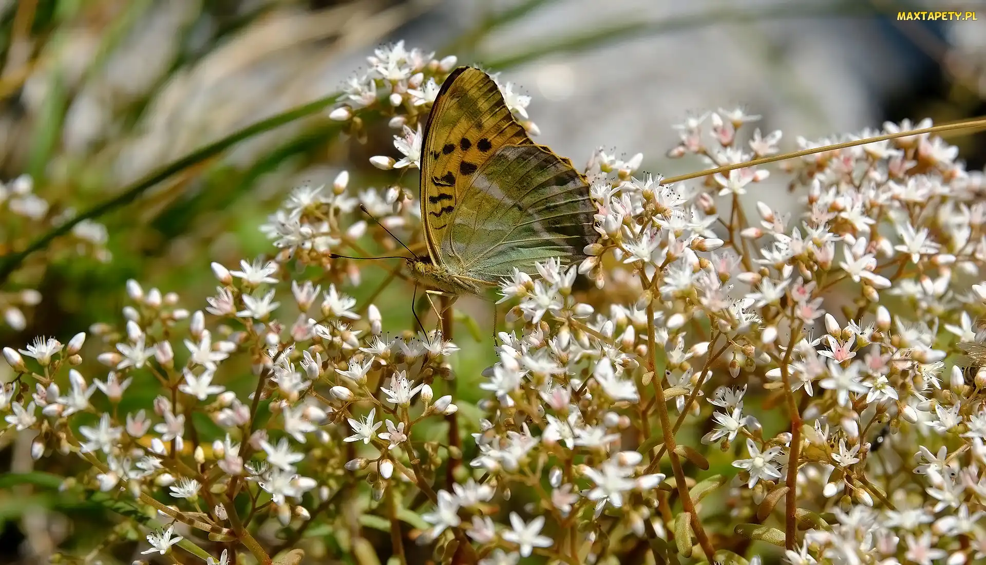 Motyl, Kwiaty, Białe, Drobne, Roślina