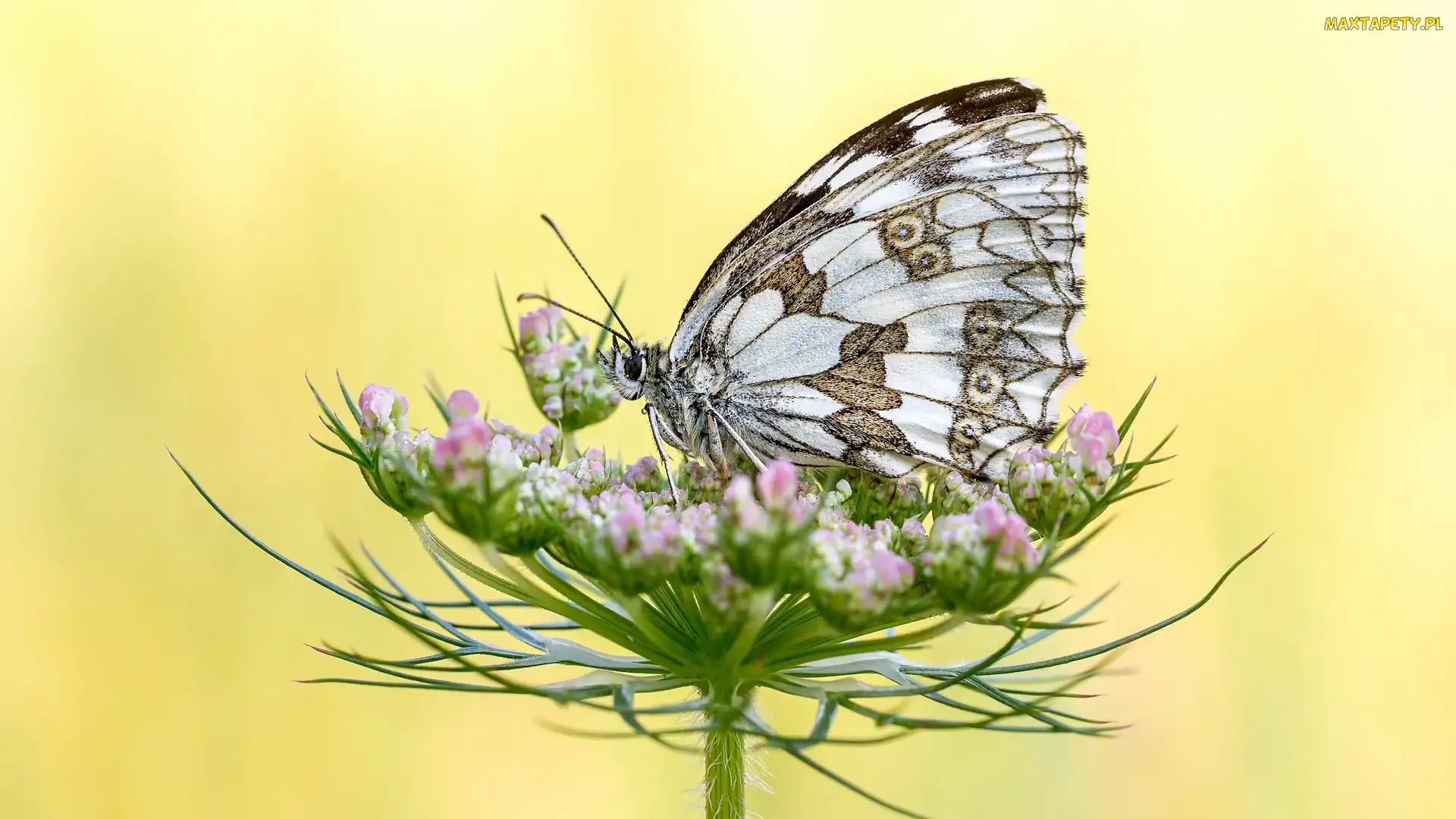 Żółte tło, Roślina, Motyl, Polowiec szachownica
