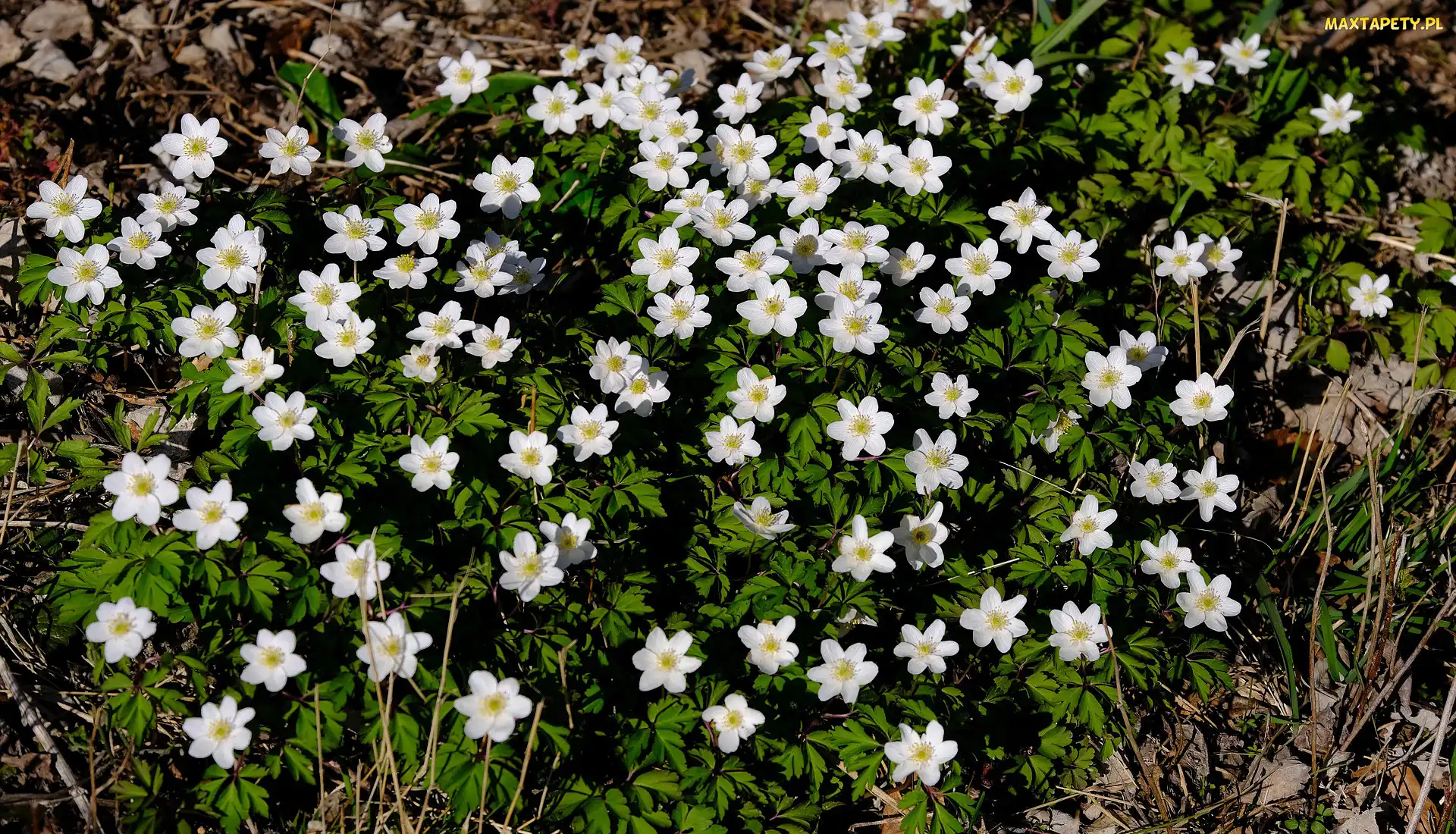 Kwiaty, Trawa, Zawilec gajowy