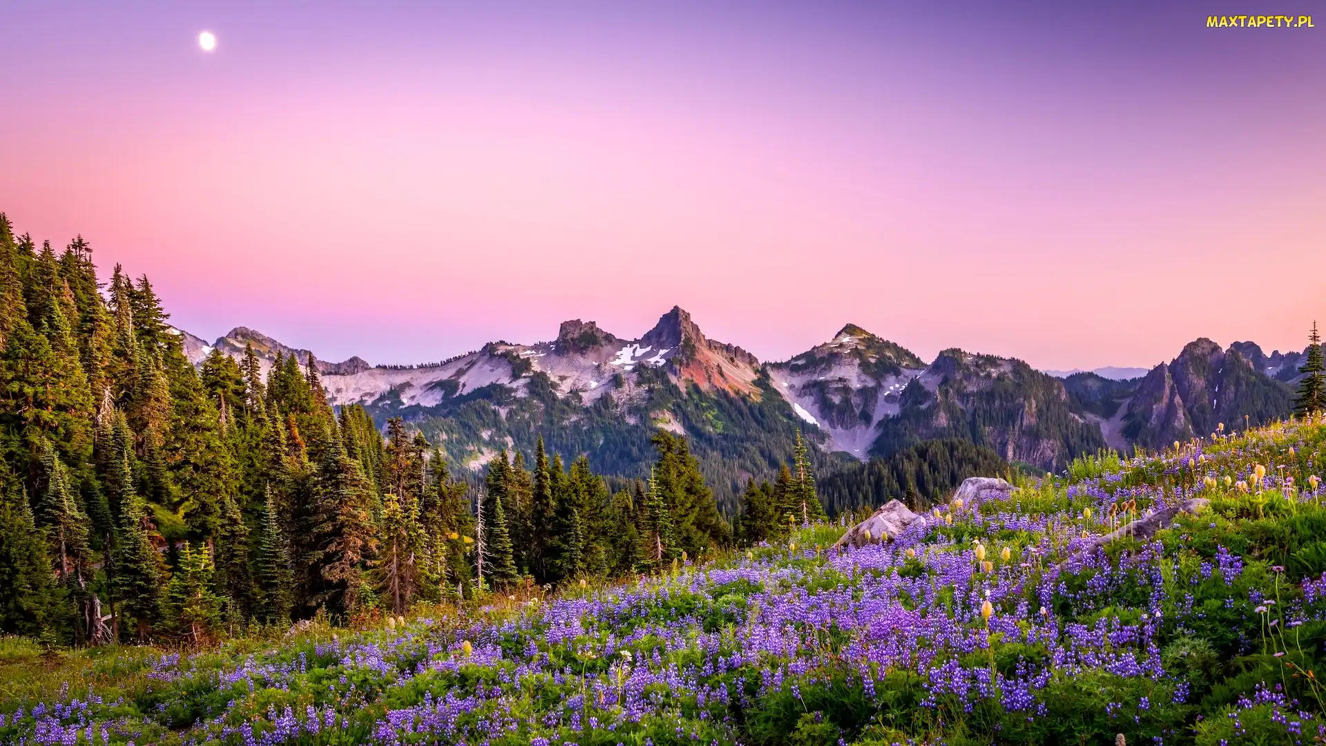 Księżyc, Łąka, Góry, Park Narodowy Mount Rainier, Stany Zjednoczone, Łubin, Kwiaty, Stan Waszyngton, Drzewa