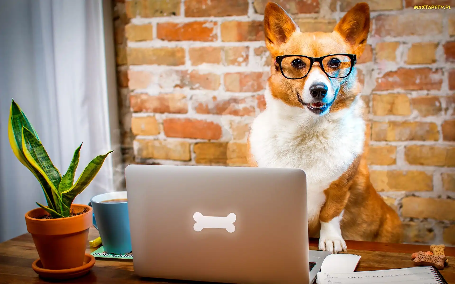 Pies, Śmieszne, Okulary, Laptop, Welsh corgi pembroke