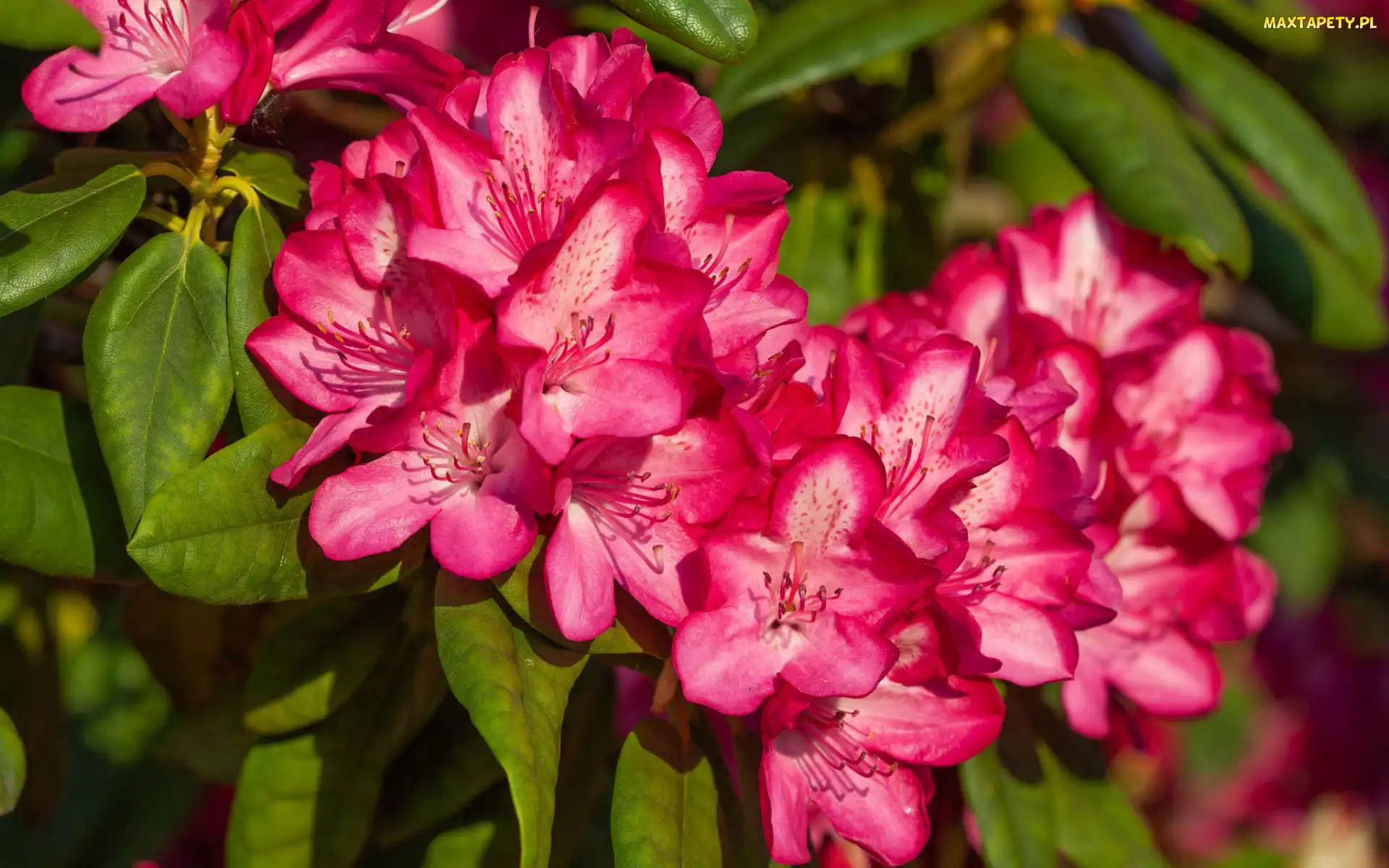 Krzew, Rododendron, Różowa, Azalia