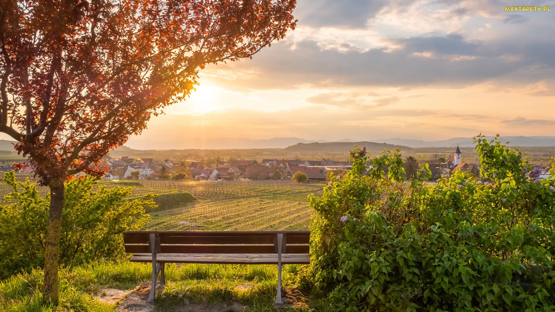 Niemcy, Wzgórza, Pola, Kaiserstuhl, Wschód słońca, Ławka, Bischoffingen, Domy, Badenia-Wirtembergia, Drzewo