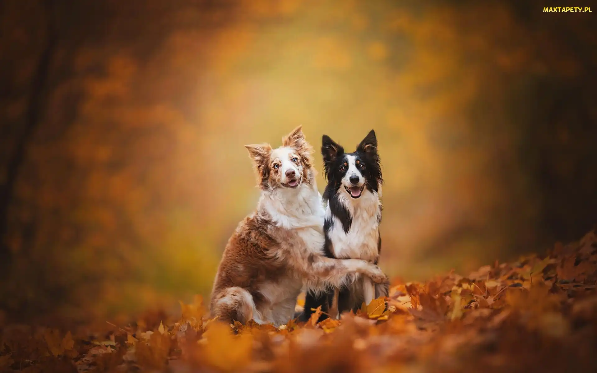 Psy, Liście, Border collie, Dwa