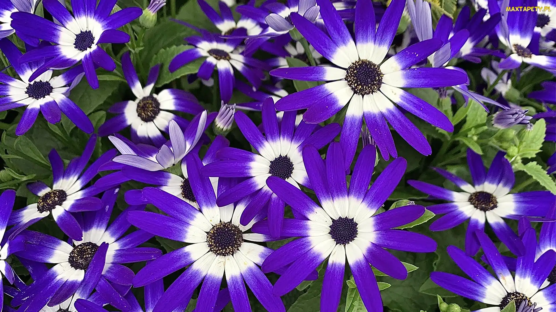 Niebiesko-białe, Cynerarie, Kwiaty